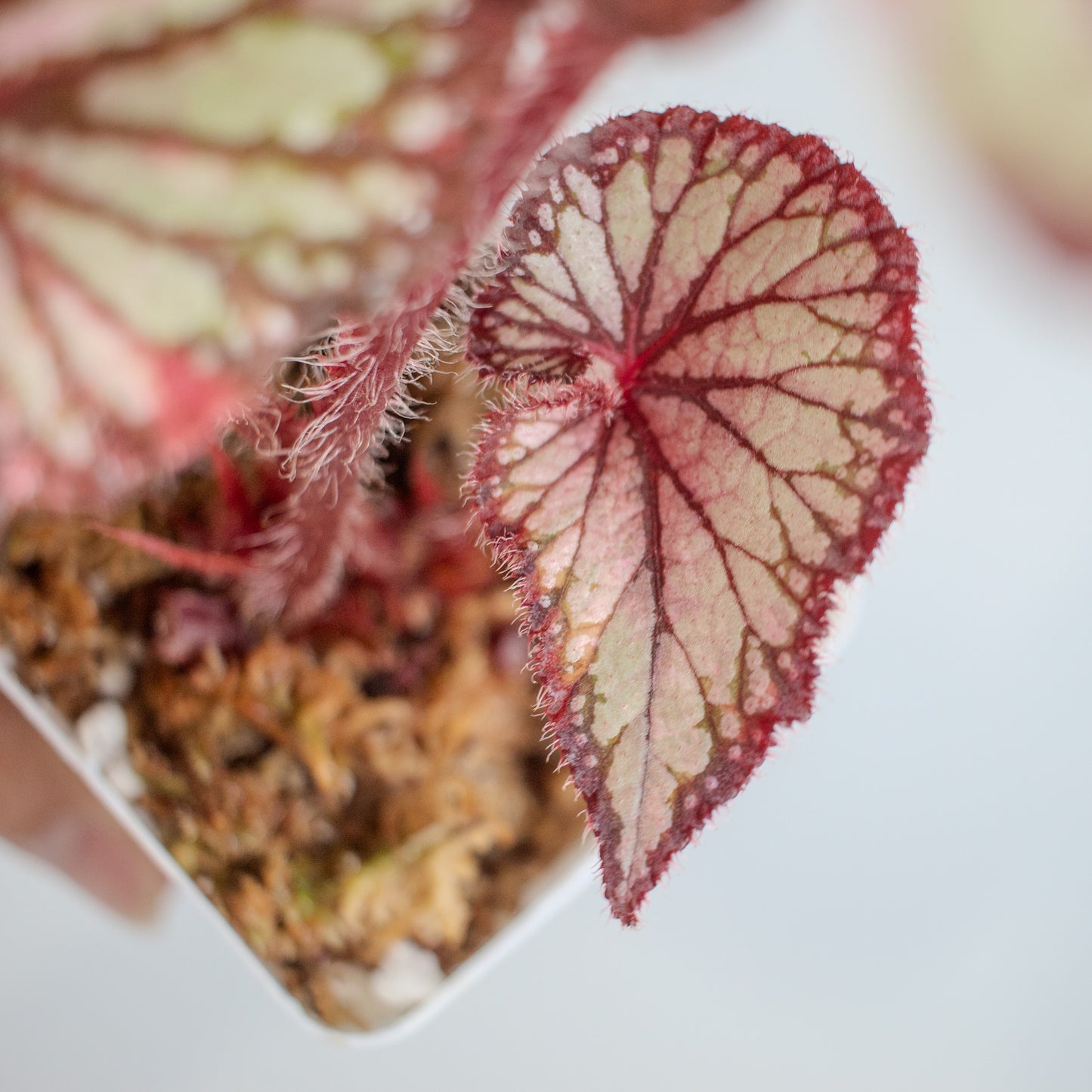 Begonia 'DS-Dolce Vita' Variegated (2301)
