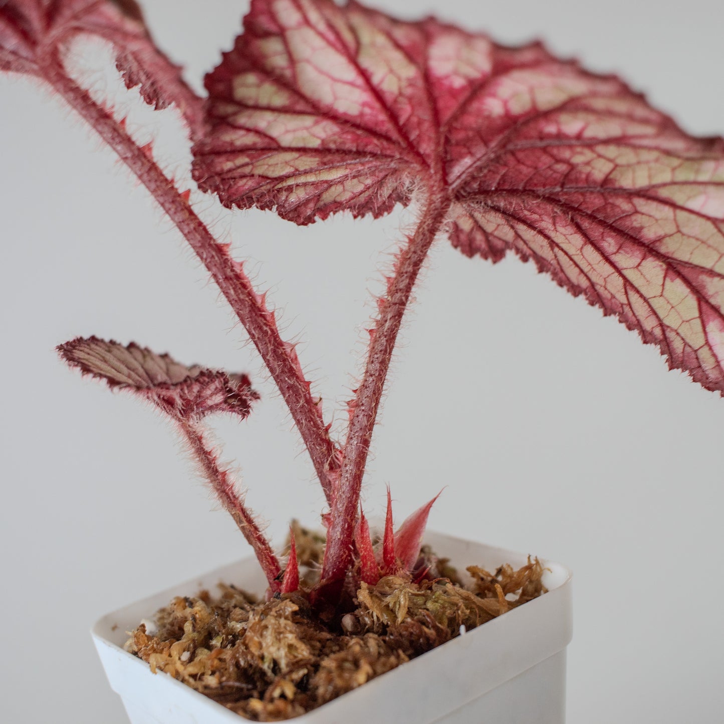 Begonia 'DS-Dolce Vita' Variegated (2301)