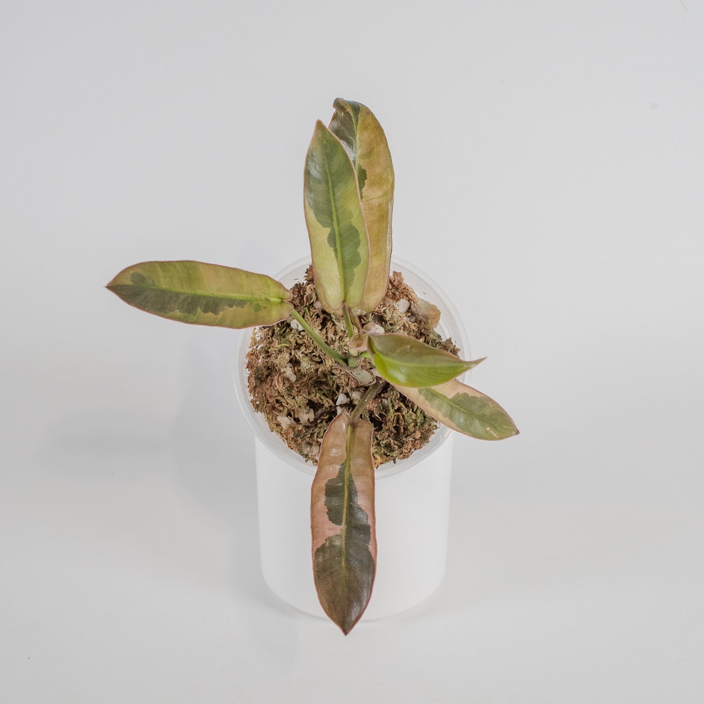 Philodendron 'Atabapoense' Variegated (2304)
