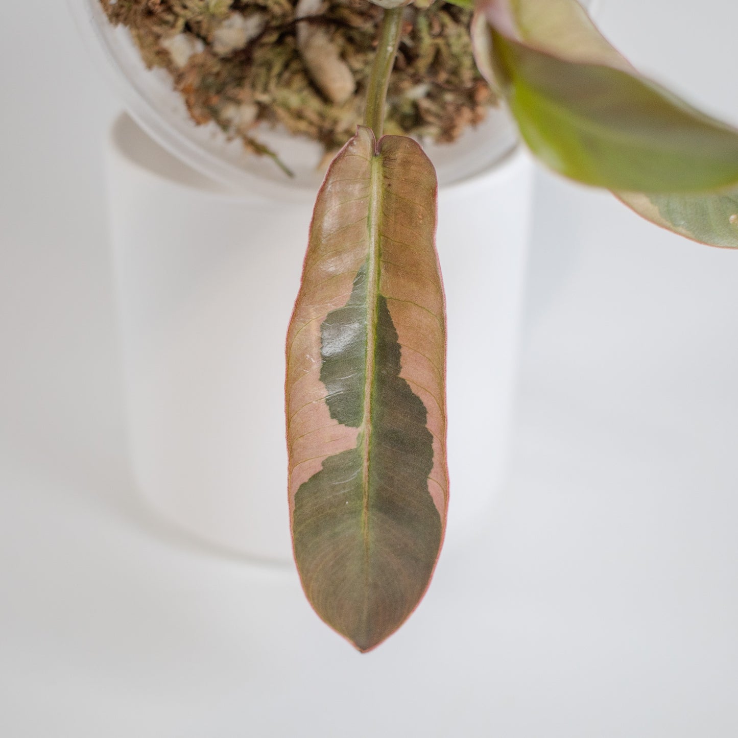 Philodendron 'Atabapoense' Variegated (2304)