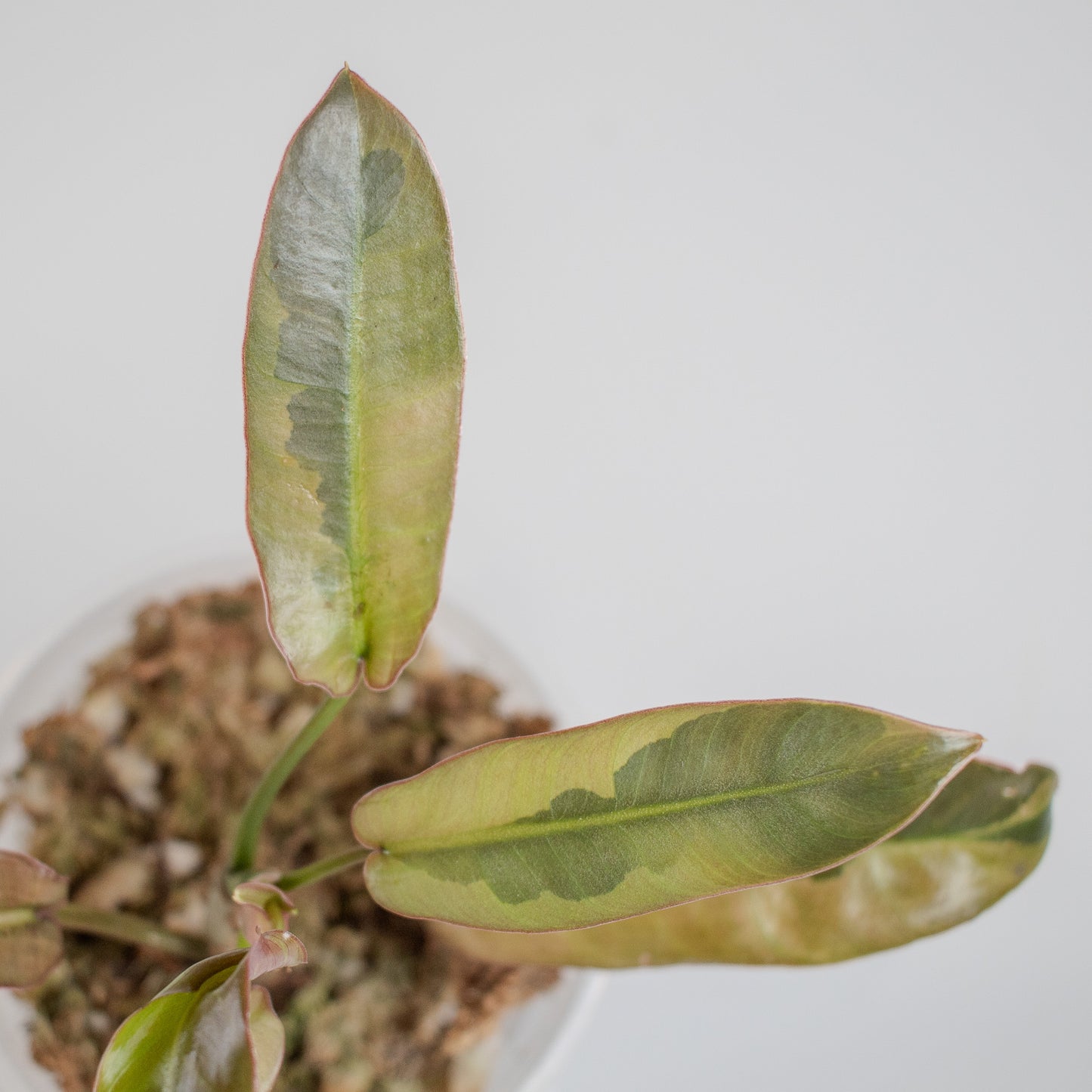 Philodendron 'Atabapoense' Variegated (2304)