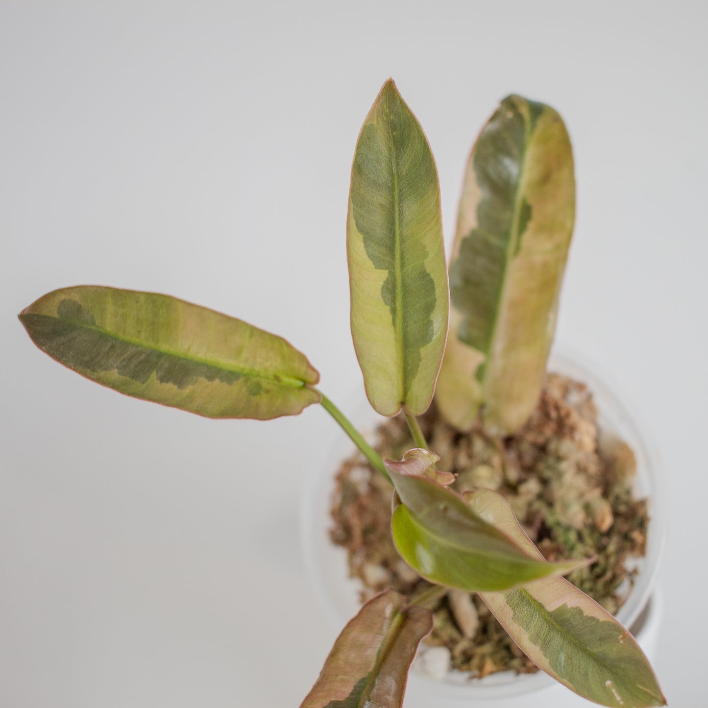 Philodendron 'Atabapoense' Variegated (2304)