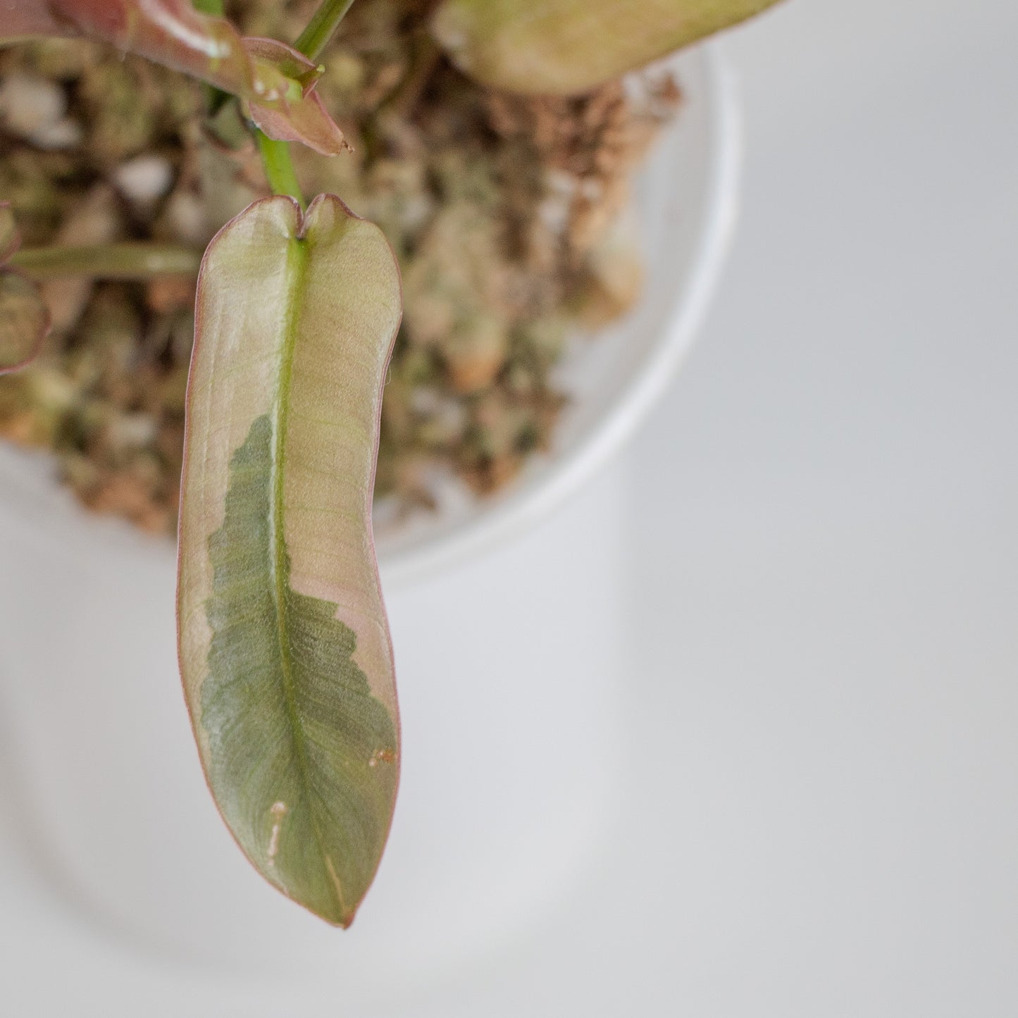 Philodendron 'Atabapoense' Variegated (2304)