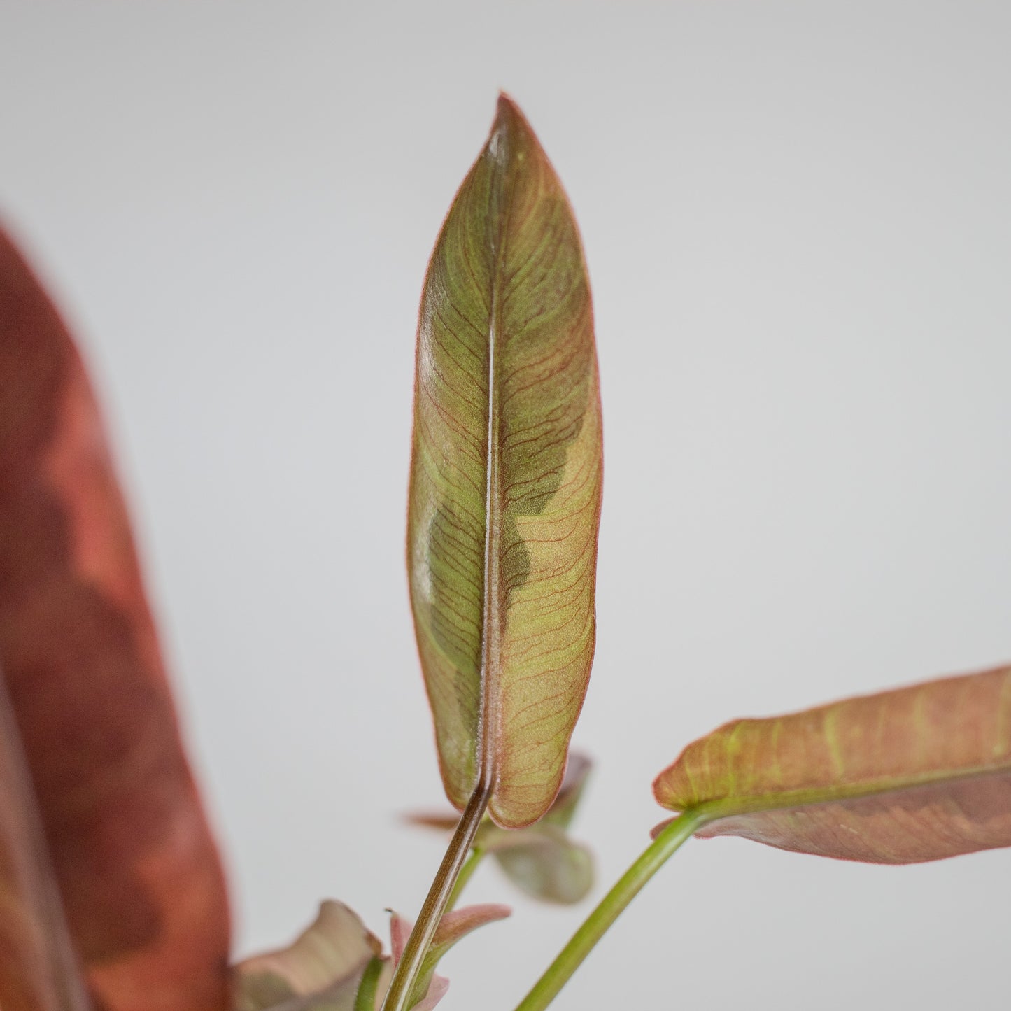 Philodendron 'Atabapoense' Variegated (2304)