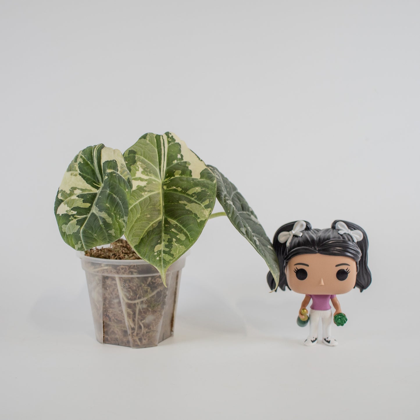 Alocasia 'Maharani' Albo Variegated *Mother Plant* (2303)