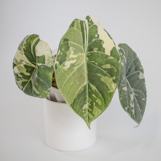 Alocasia 'Maharani' Albo Variegated *Mother Plant* (2303)