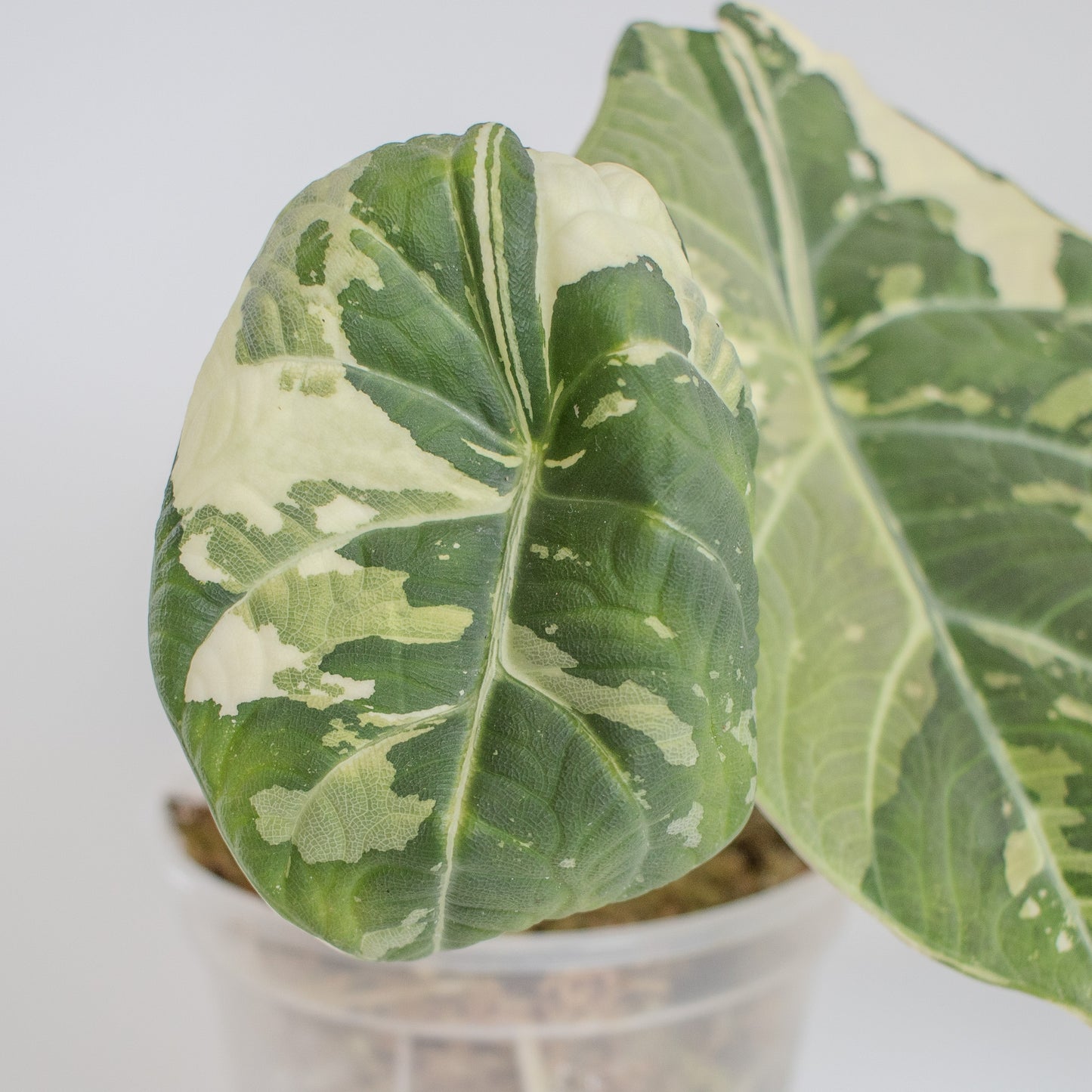 Alocasia 'Maharani' Albo Variegated *Mother Plant* (2303)