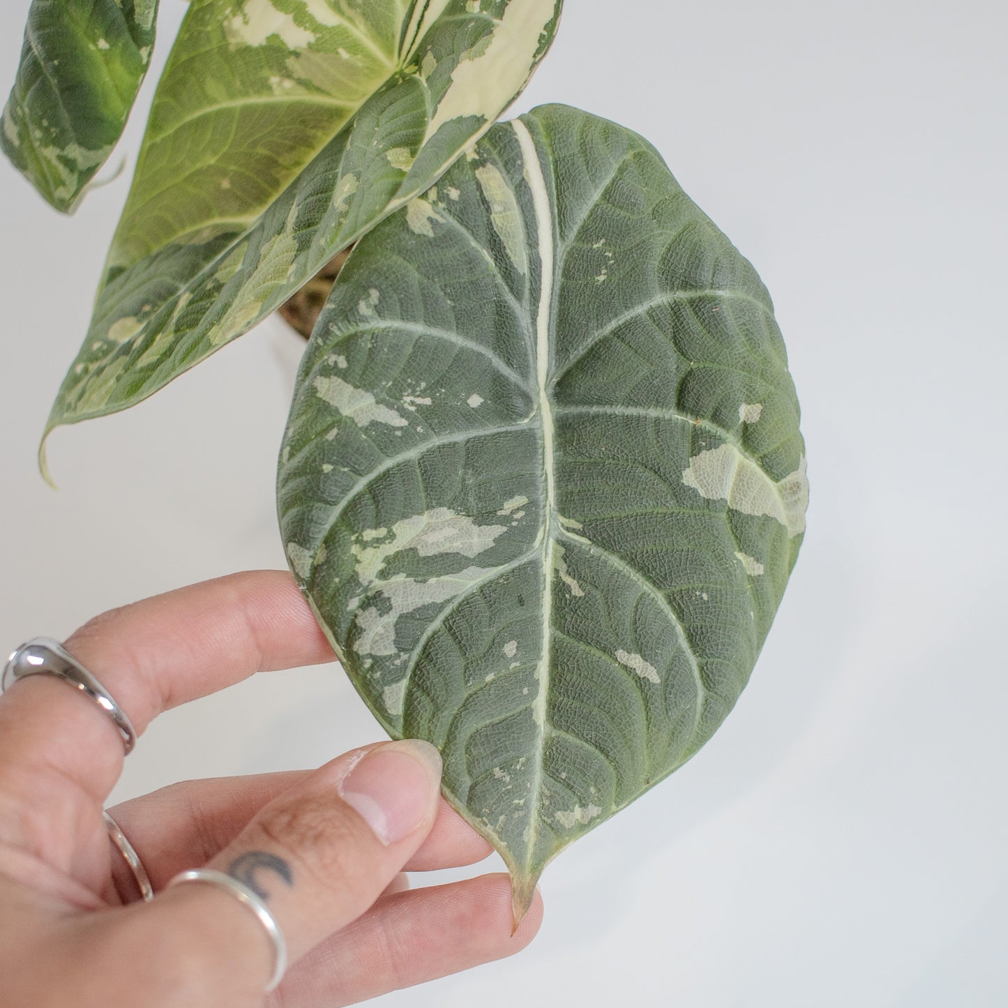 Alocasia 'Maharani' Albo Variegated *Mother Plant* (2303)