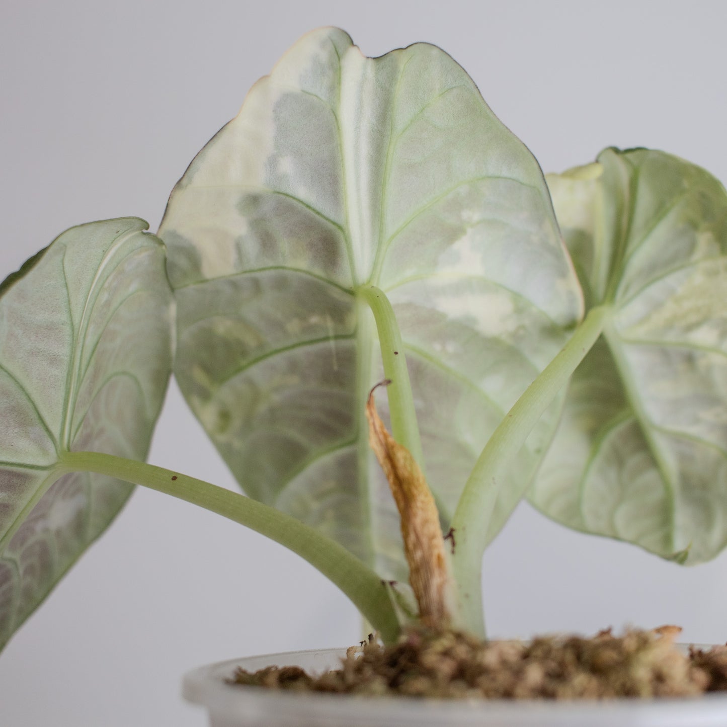 Alocasia 'Maharani' Albo Variegated *Mother Plant* (2303)