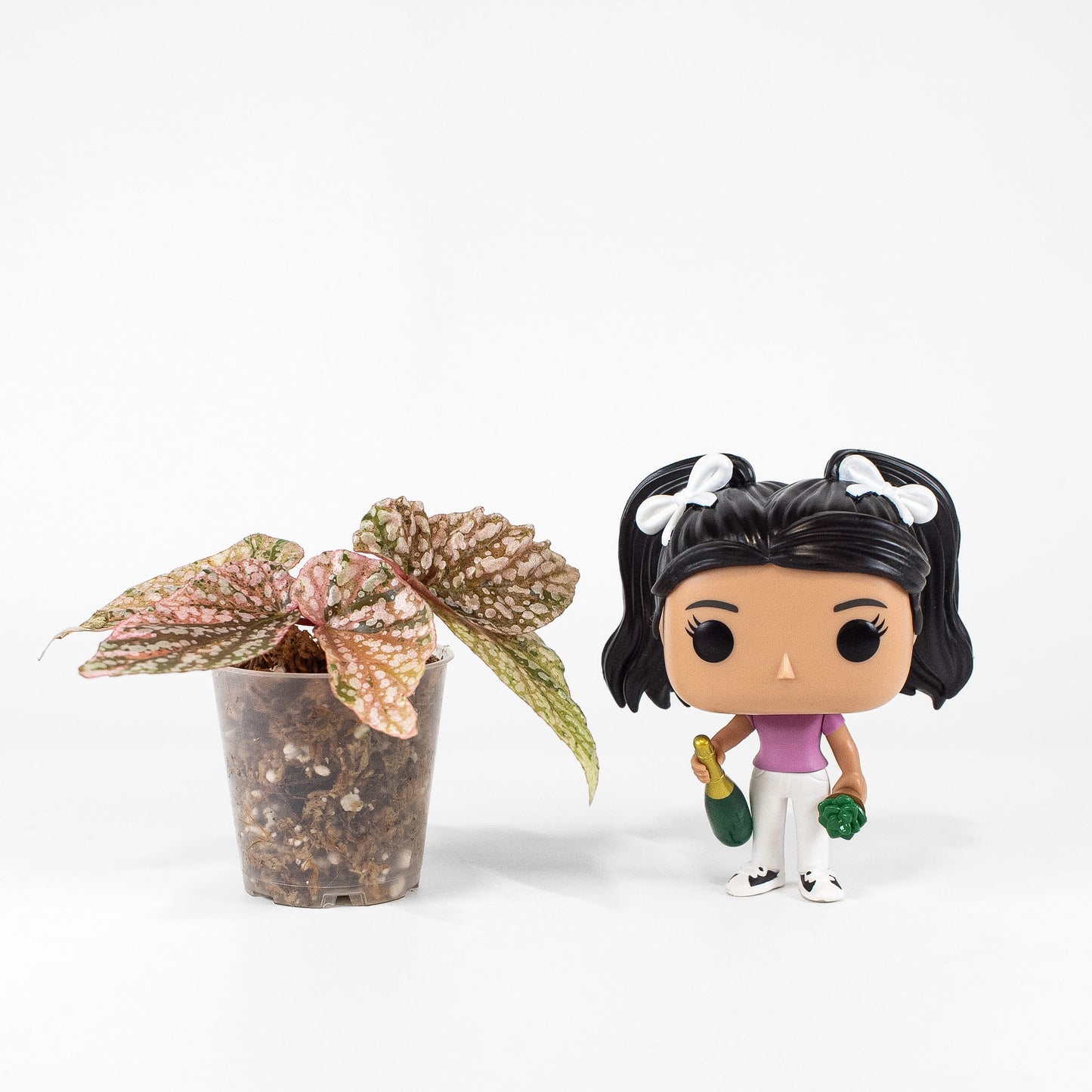 Begonia 'Snow Capped' Variegated (2406)