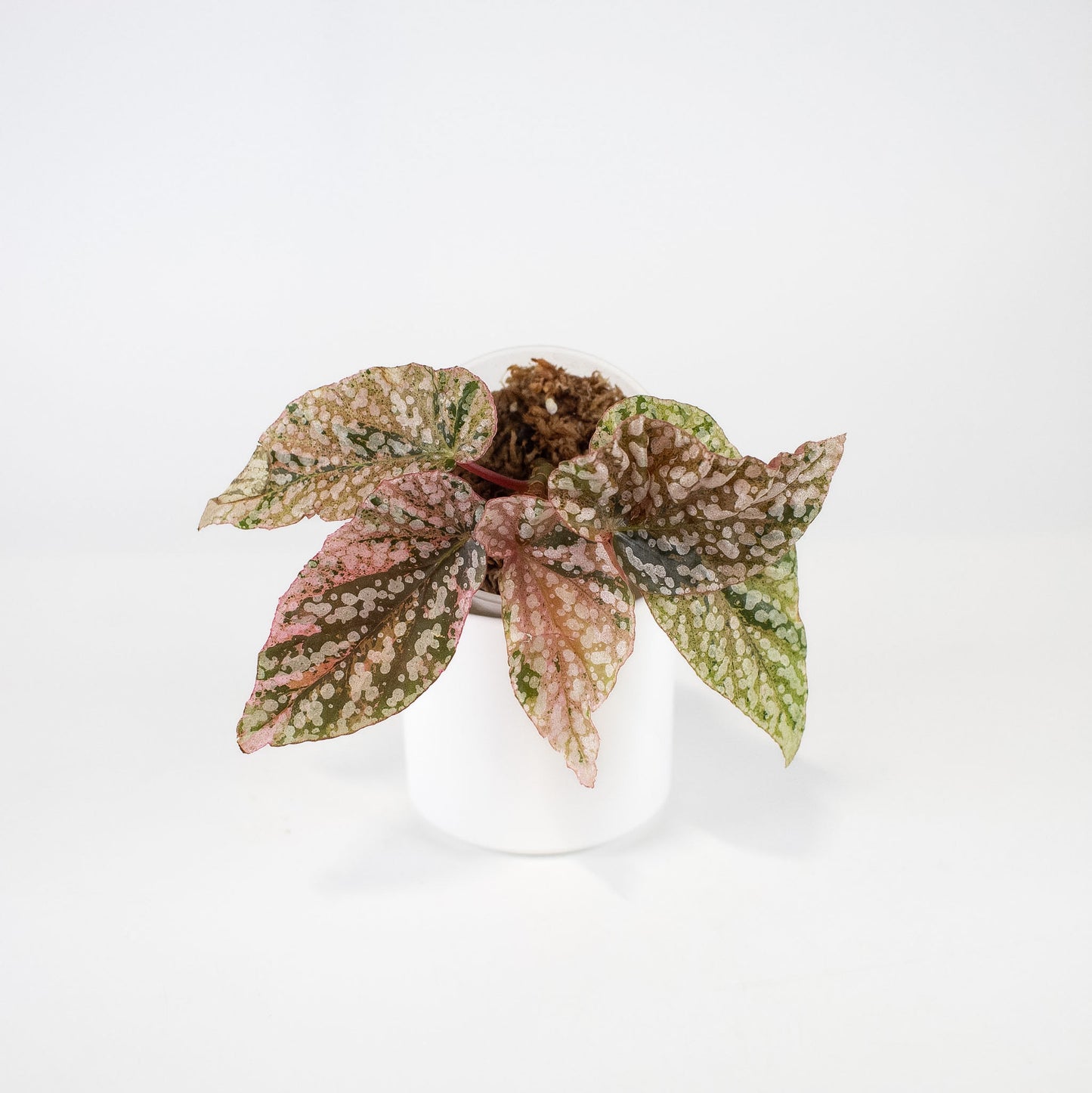 Begonia 'Snow Capped' Variegated (2406)