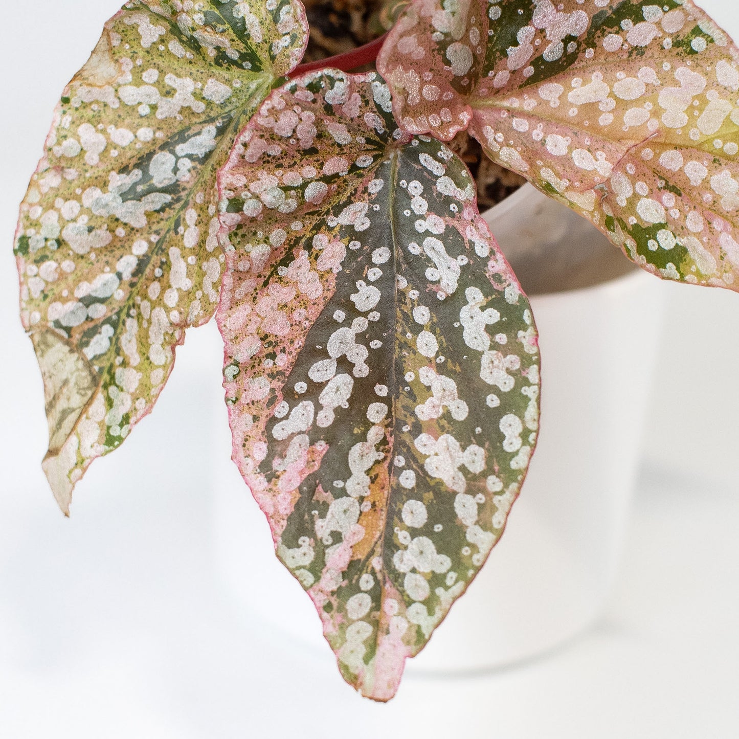 Begonia 'Snow Capped' Variegated (2406)
