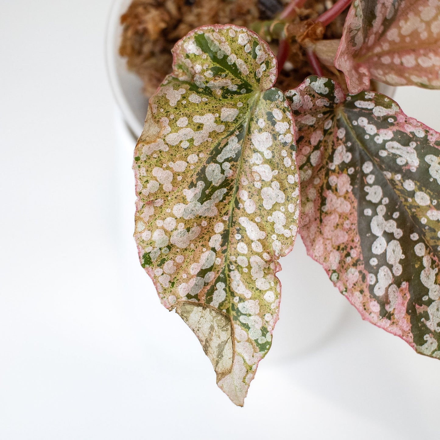 Begonia 'Snow Capped' Variegated (2406)