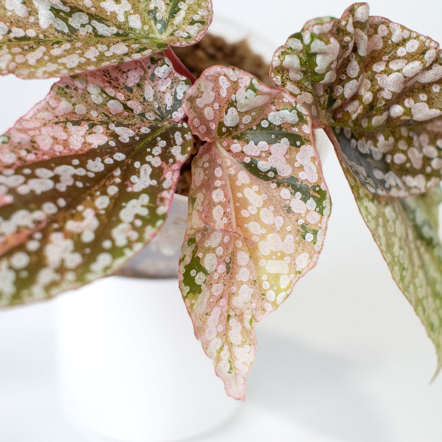 Begonia 'Snow Capped' Variegated (2406)