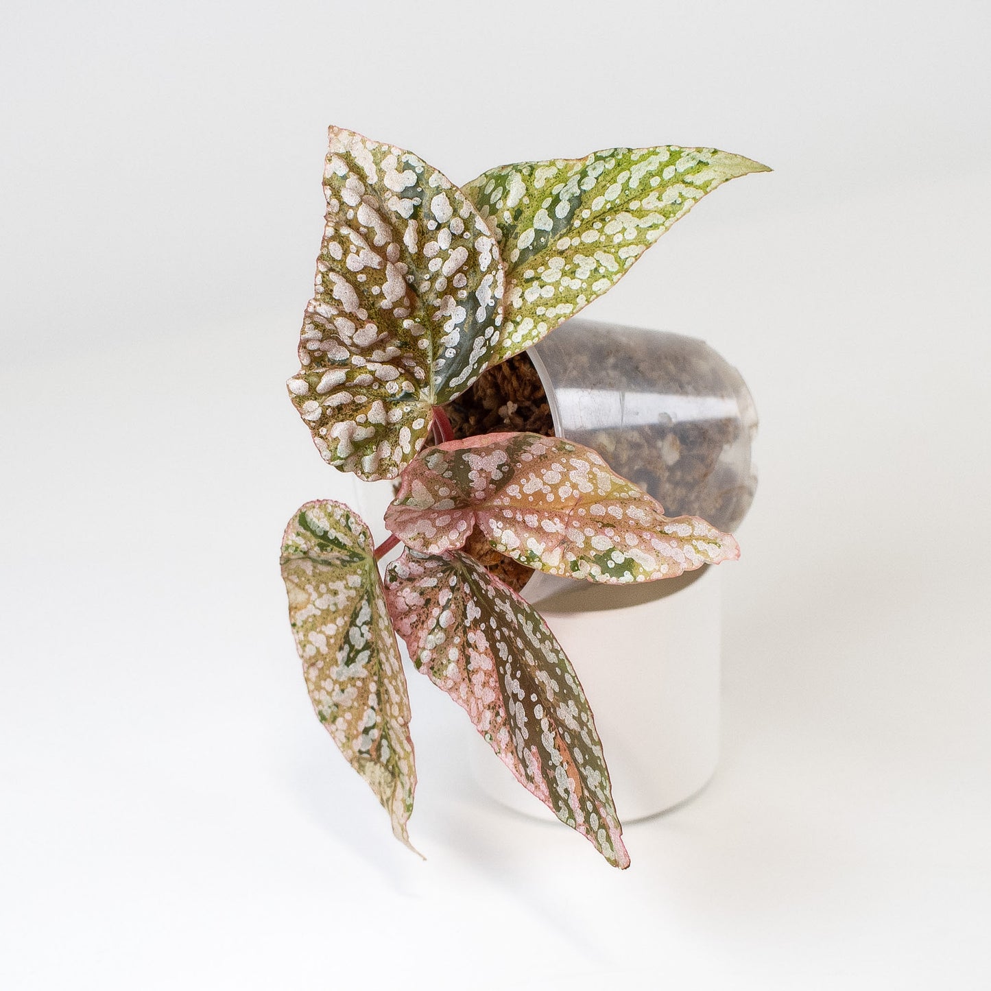 Begonia 'Snow Capped' Variegated (2406)