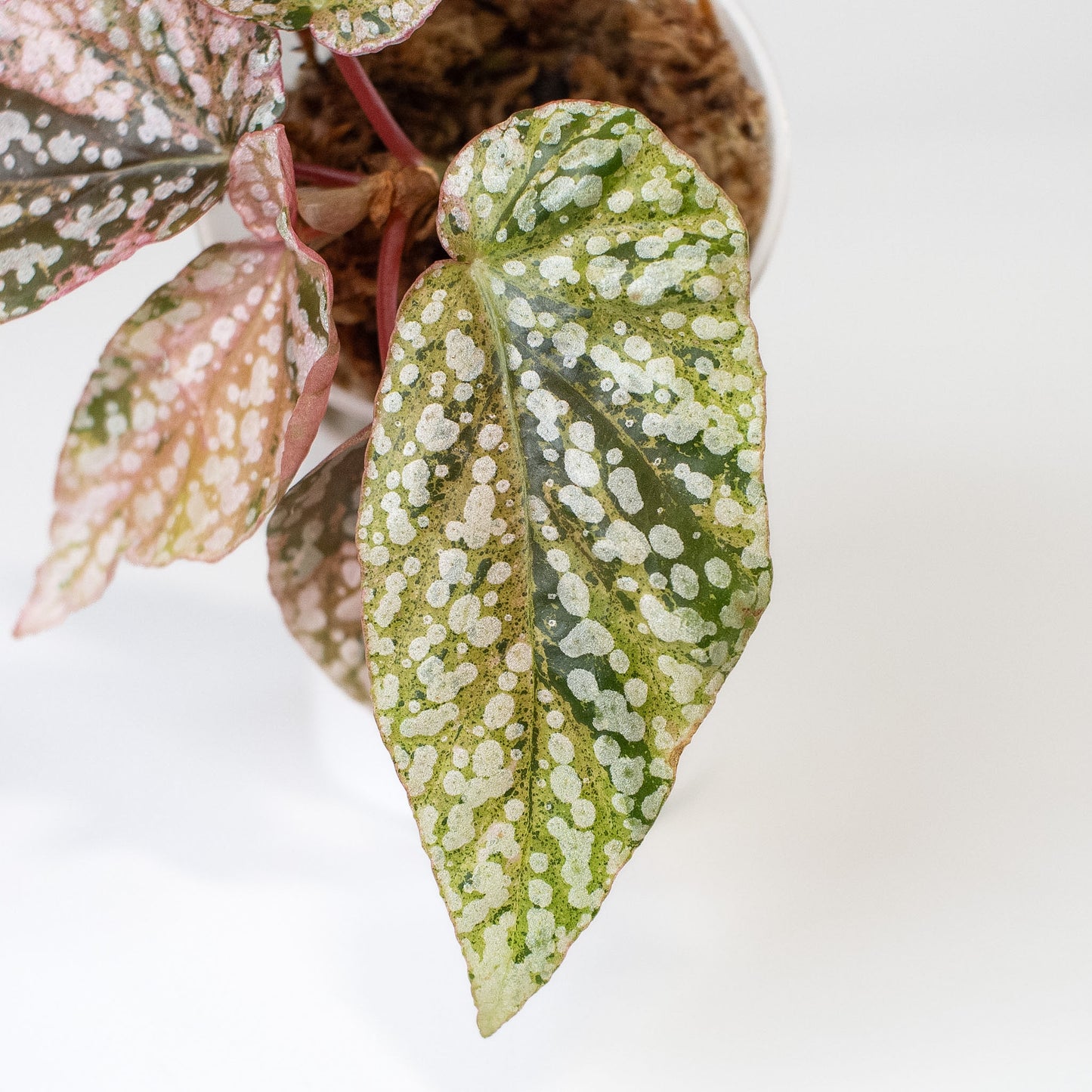 Begonia 'Snow Capped' Variegated (2406)