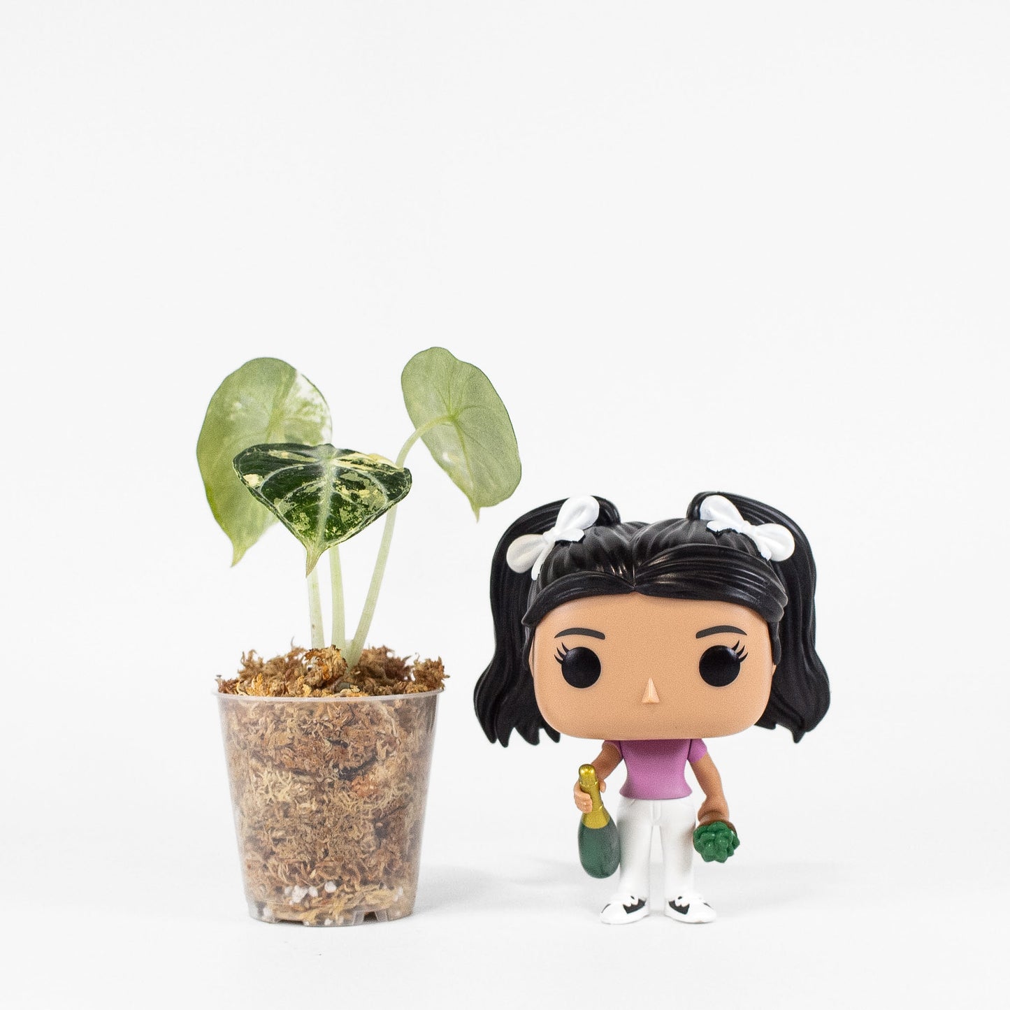 Alocasia 'Black Velvet' Ninja Albo/ Pink (2408)