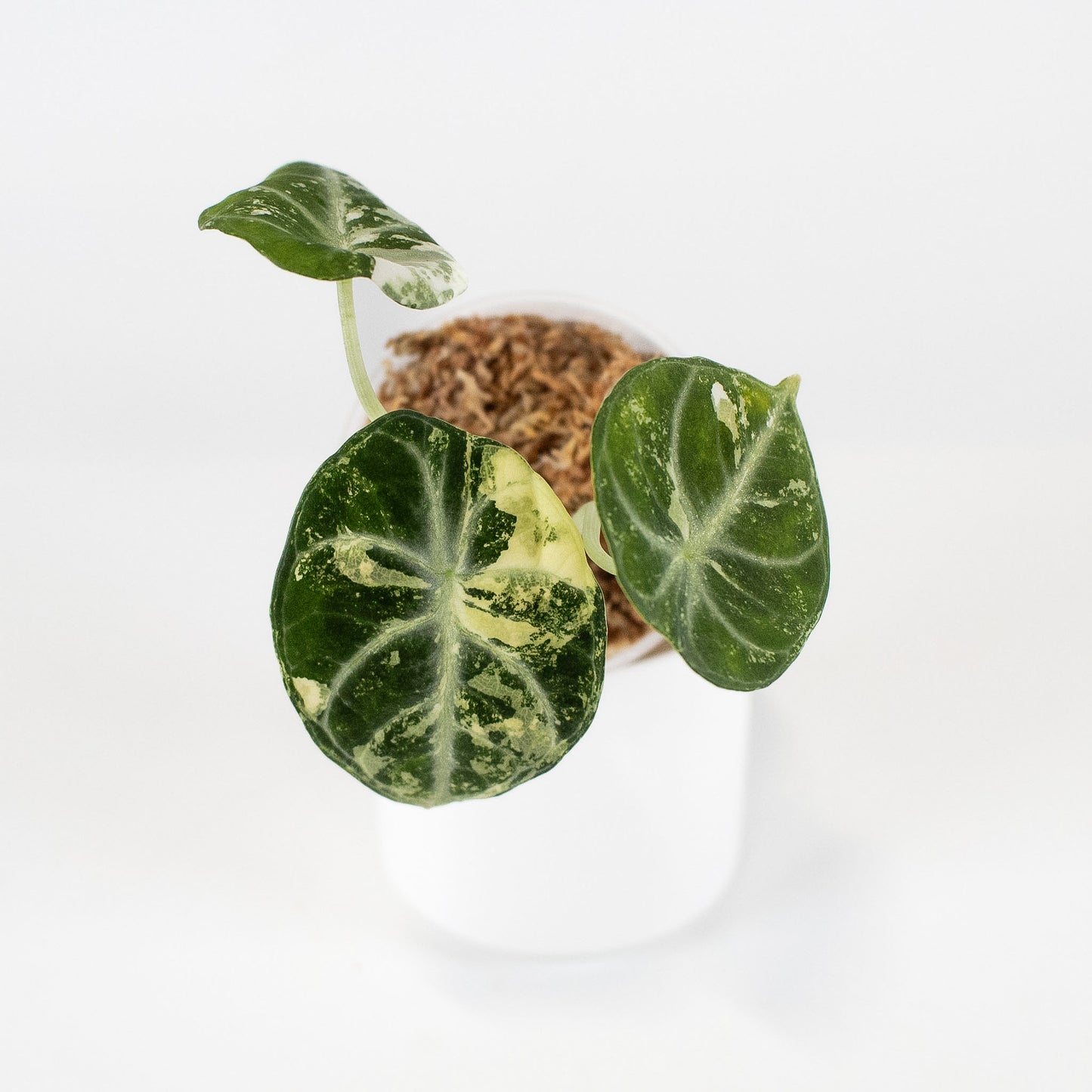Alocasia 'Black Velvet' Ninja Albo/ Pink (2408)