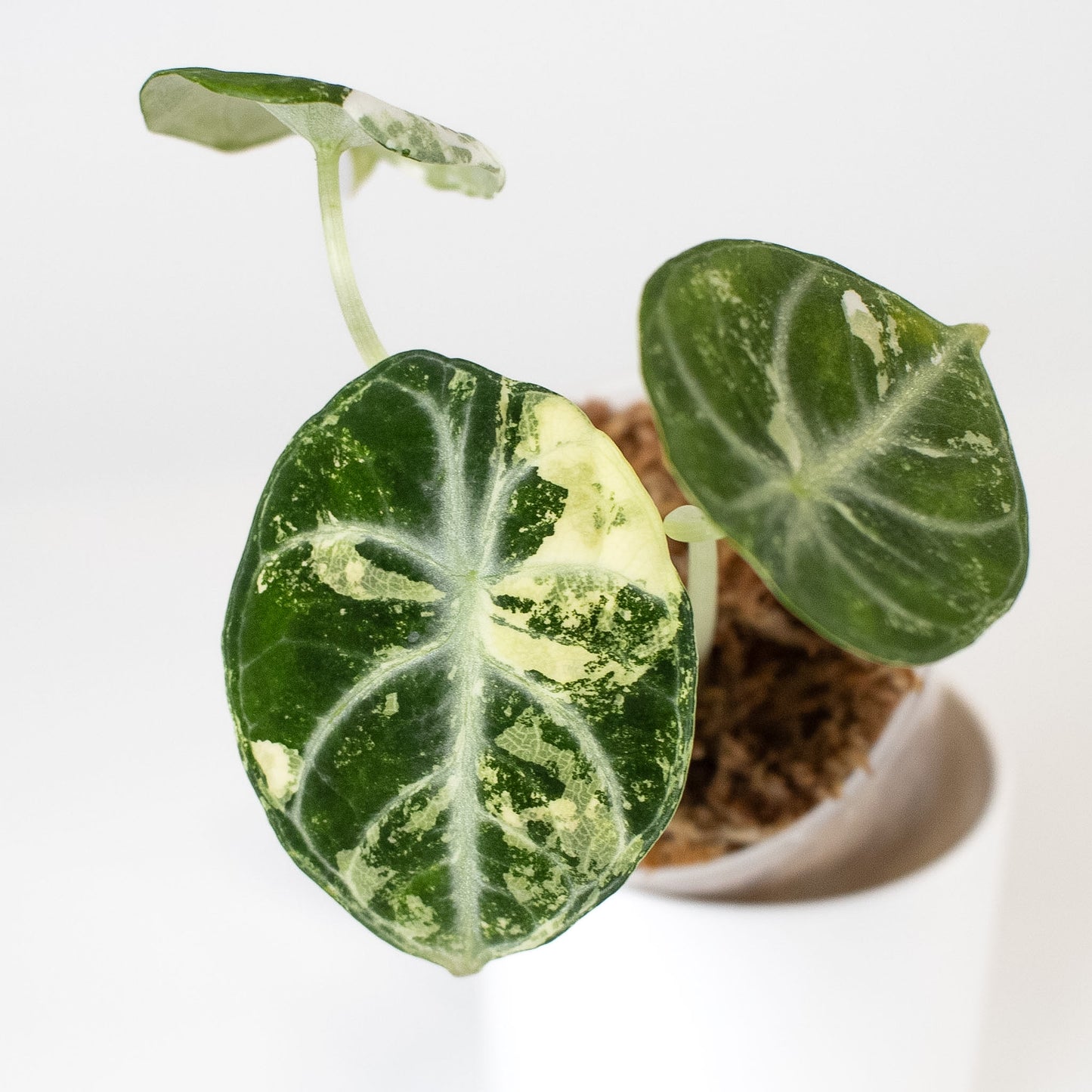 Alocasia 'Black Velvet' Ninja Albo/ Pink (2408)