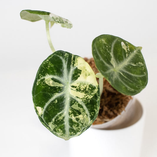 Alocasia 'Black Velvet' Ninja Albo/ Pink (2408)