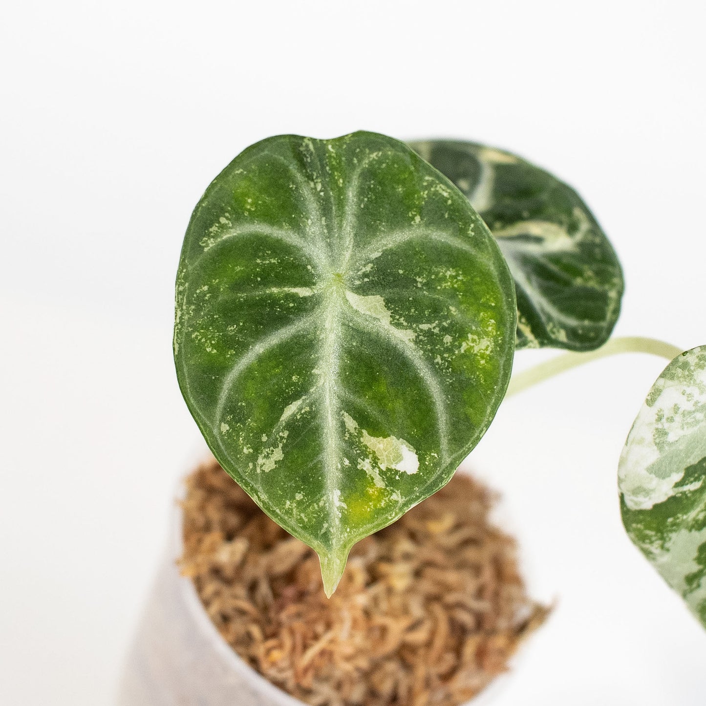 Alocasia 'Black Velvet' Ninja Albo/ Pink (2408)