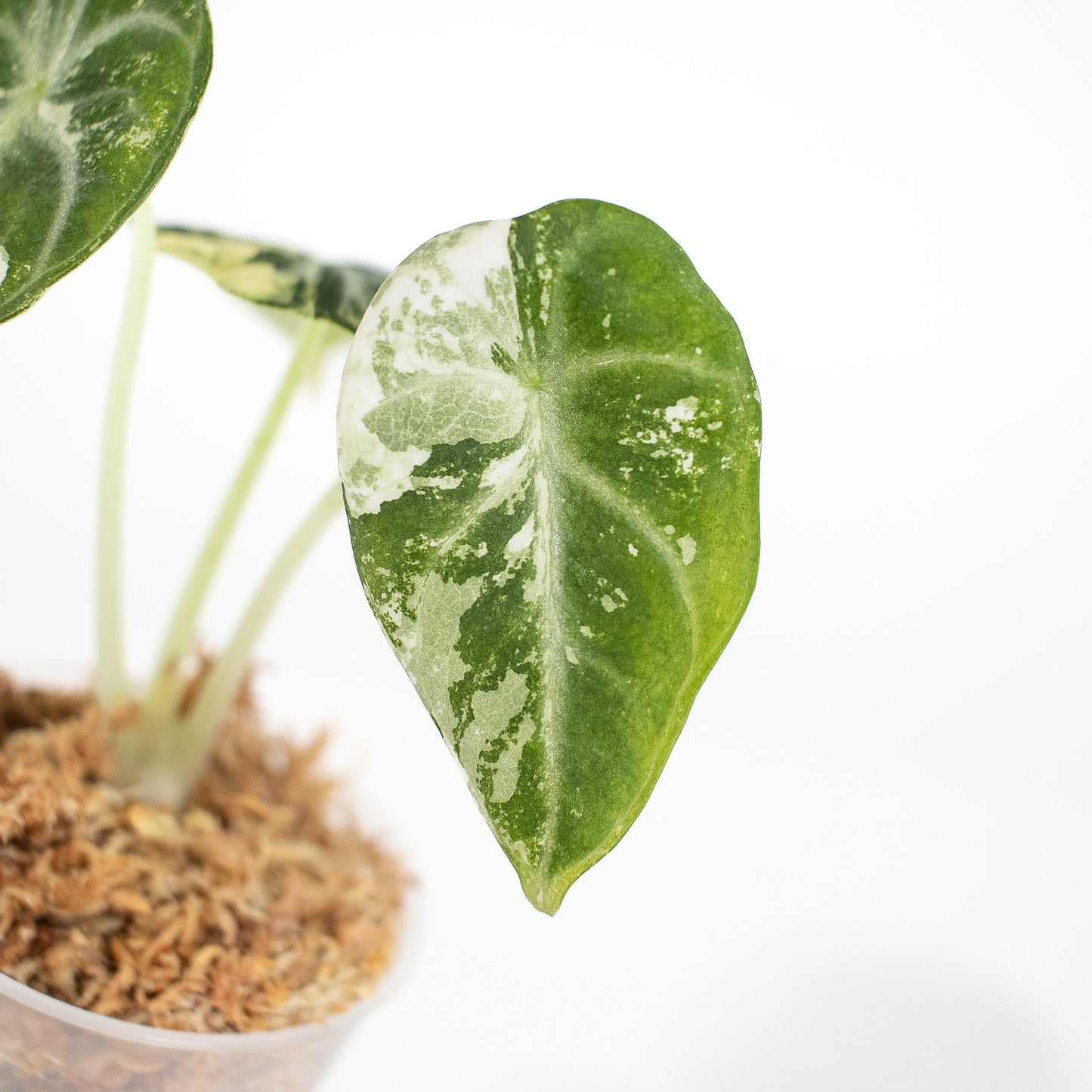 Alocasia 'Black Velvet' Ninja Tricolor (2410)
