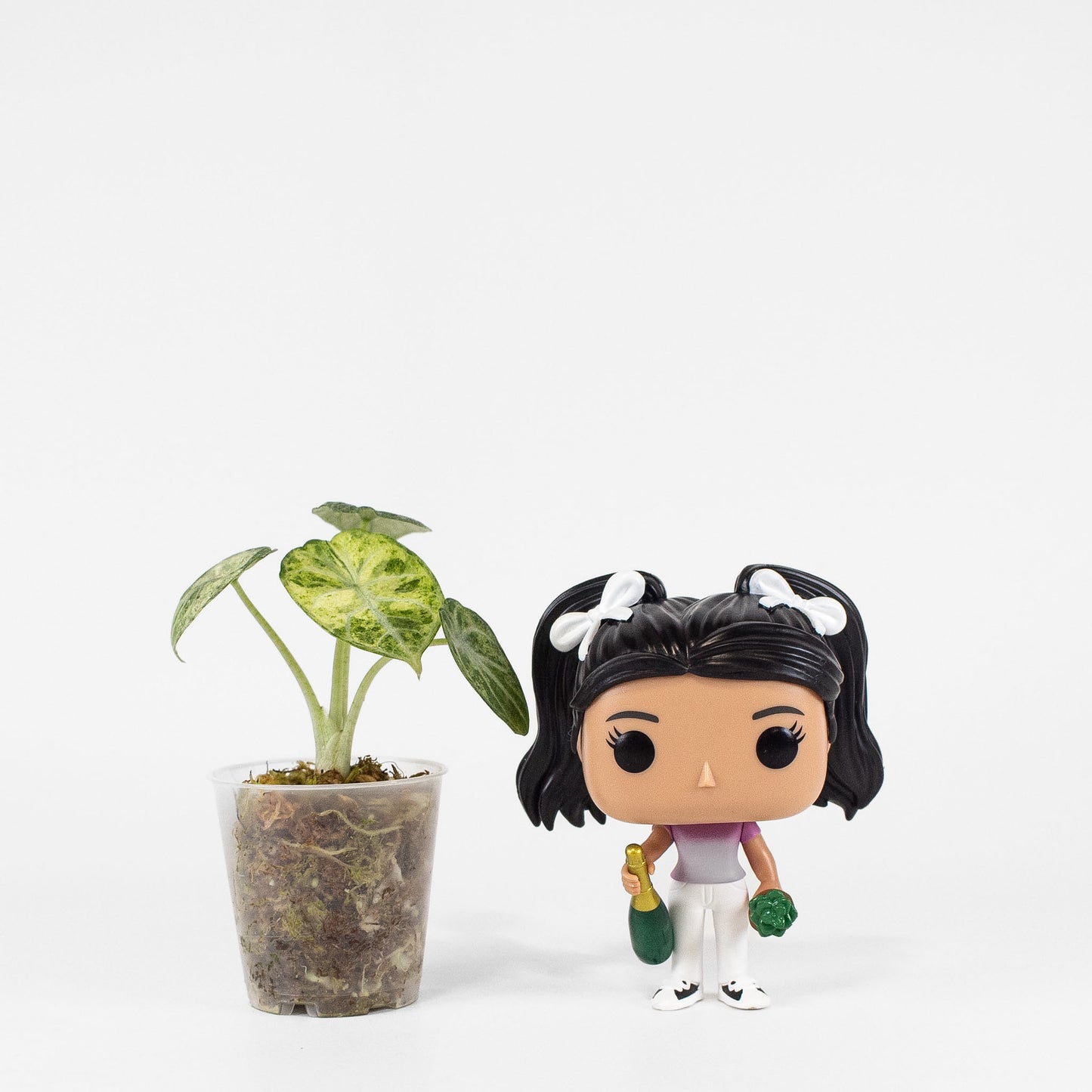 Alocasia 'Black Velvet' Ninja Tricolor (2410)