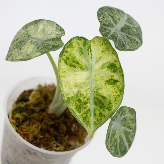 Alocasia 'Black Velvet' Ninja Tricolor (2410)