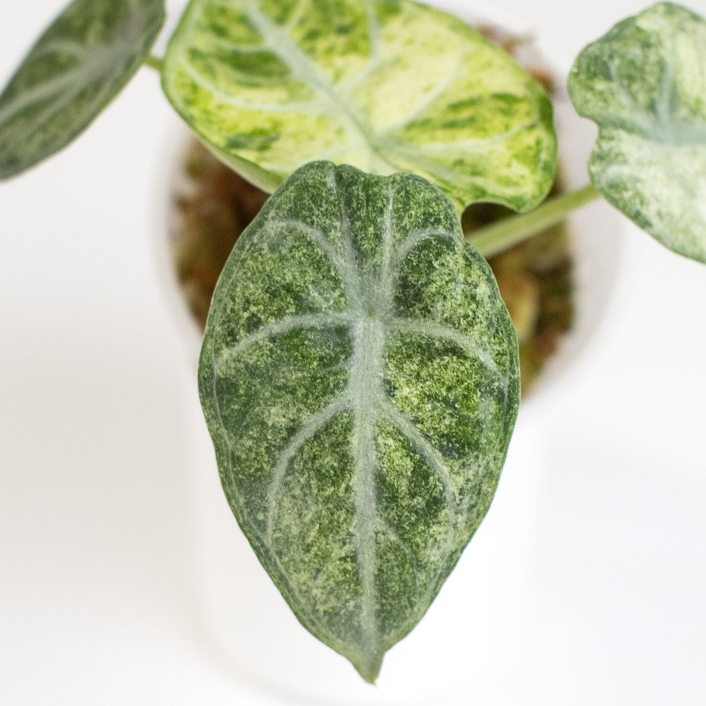 Alocasia 'Black Velvet' Ninja Tricolor (2410)