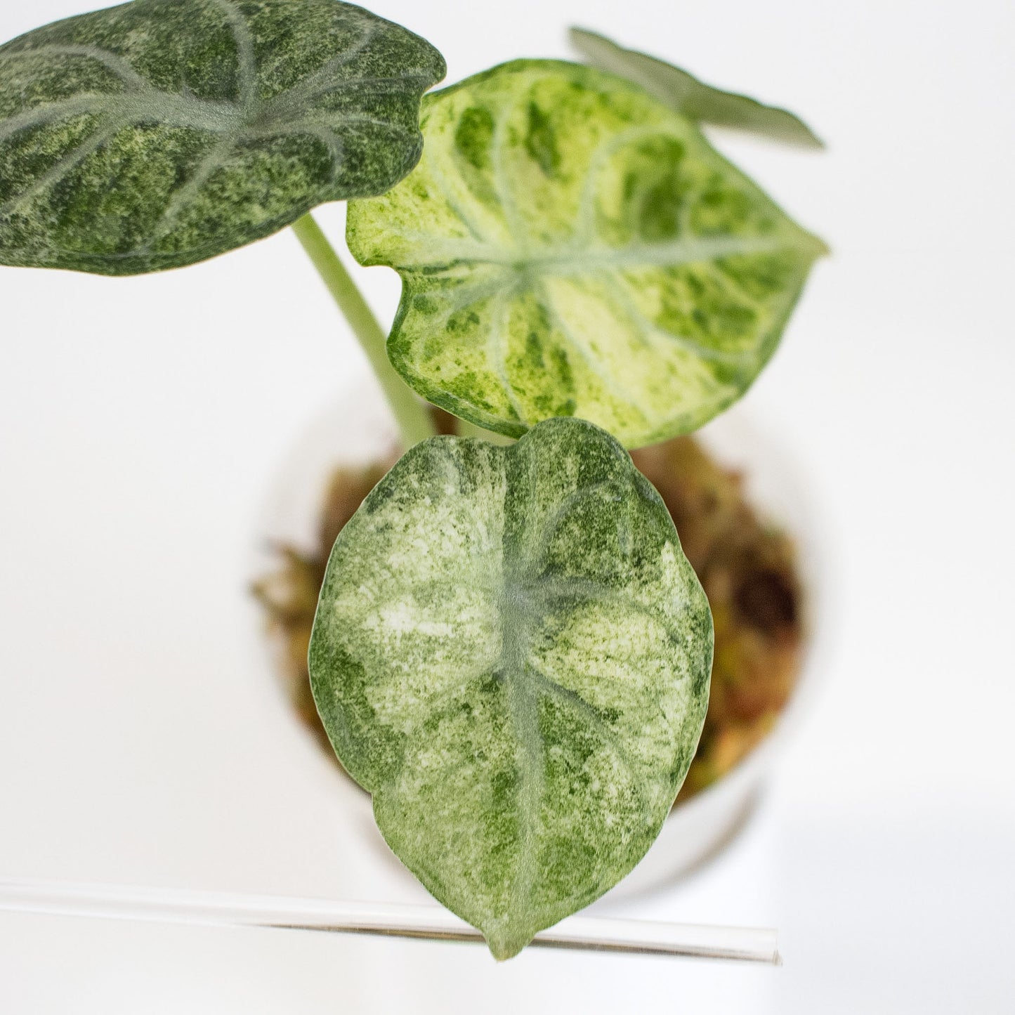 Alocasia 'Black Velvet' Ninja Tricolor (2410)