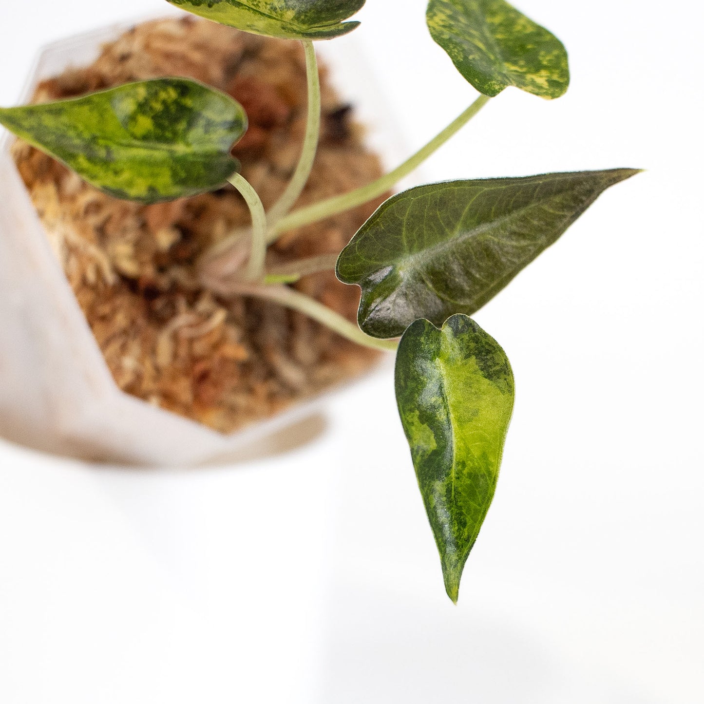 Alocasia 'Bambino' Aurea (2412)