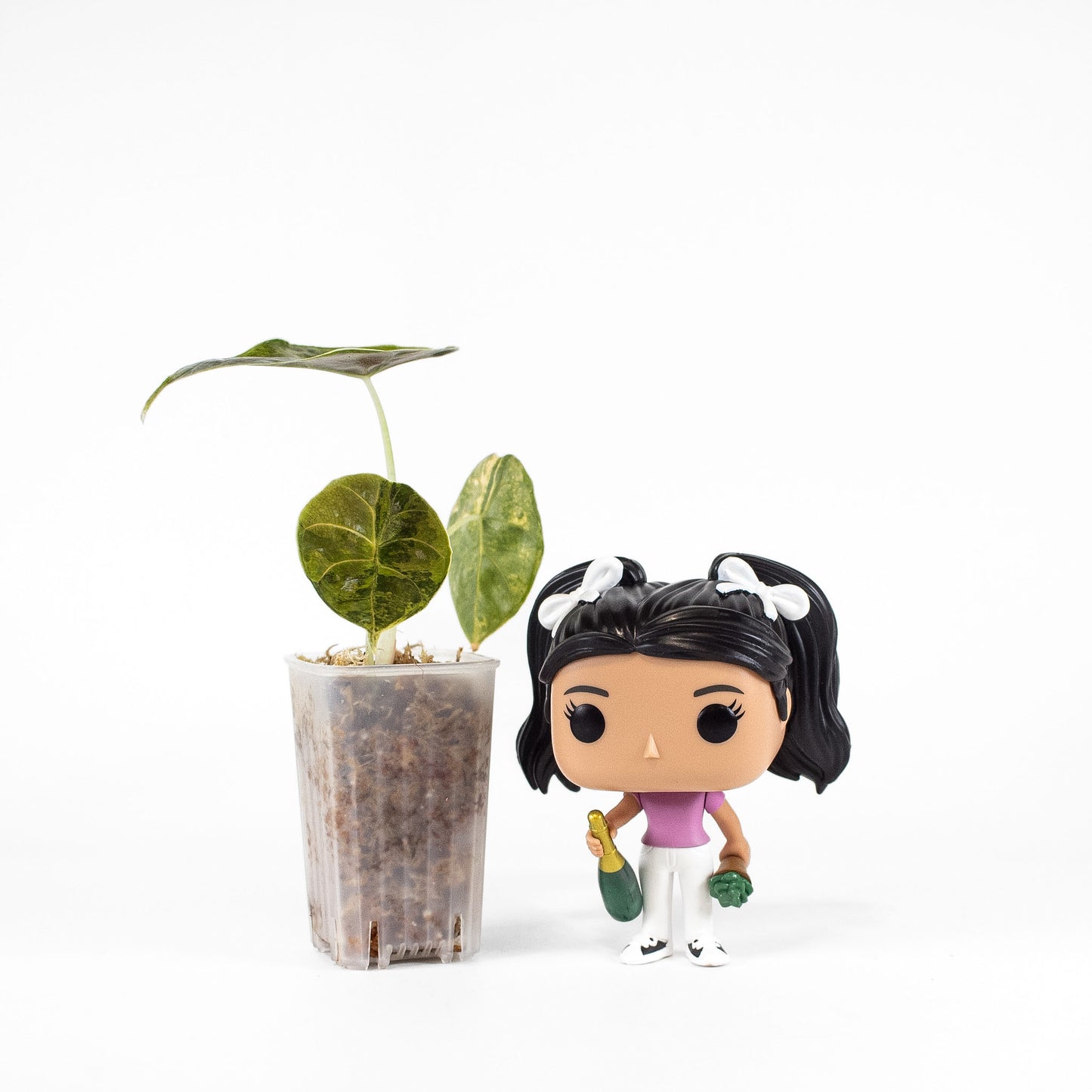 Alocasia 'Azlanii' Aurea (2414)