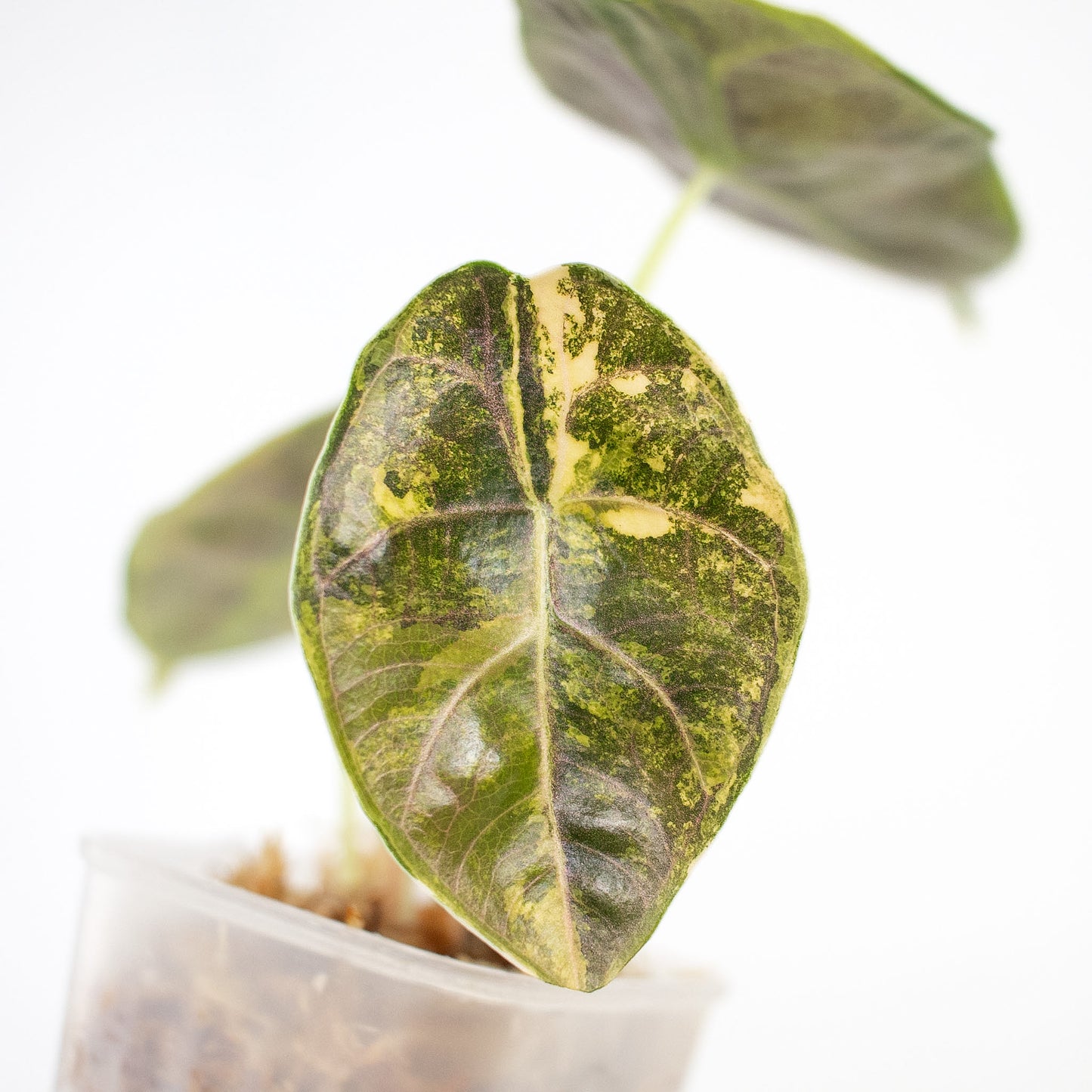 Alocasia 'Azlanii' Aurea (2414)