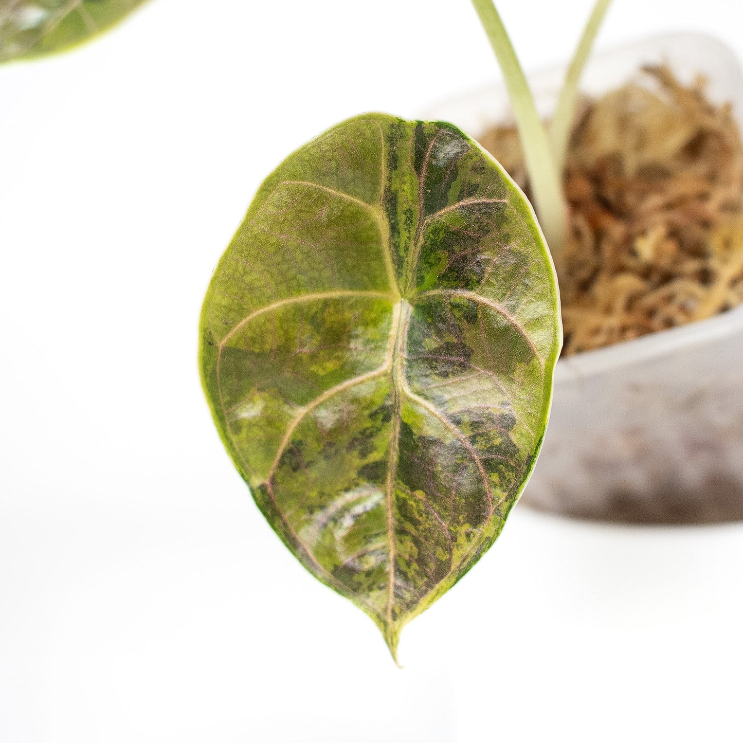 Alocasia 'Azlanii' Aurea (2414)