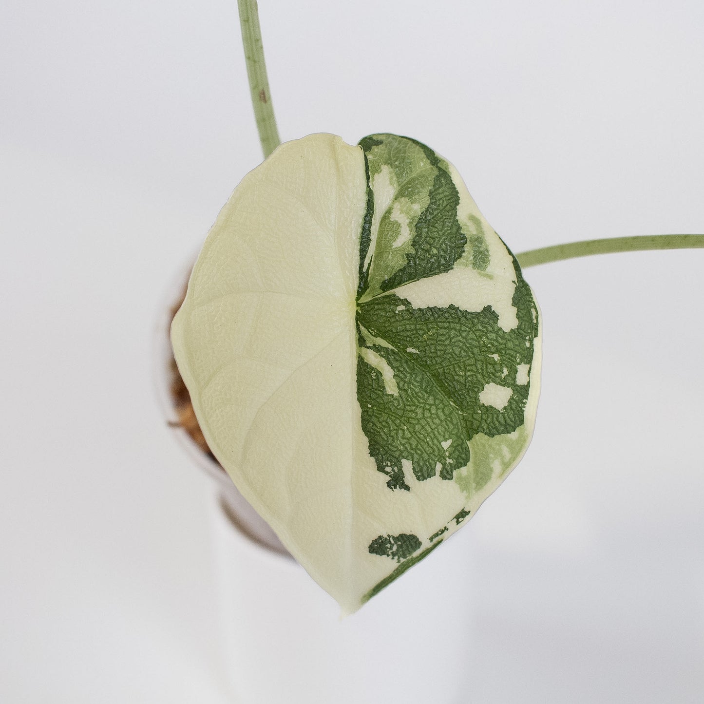 Alocasia 'Melo' Albo Variegated (2415)
