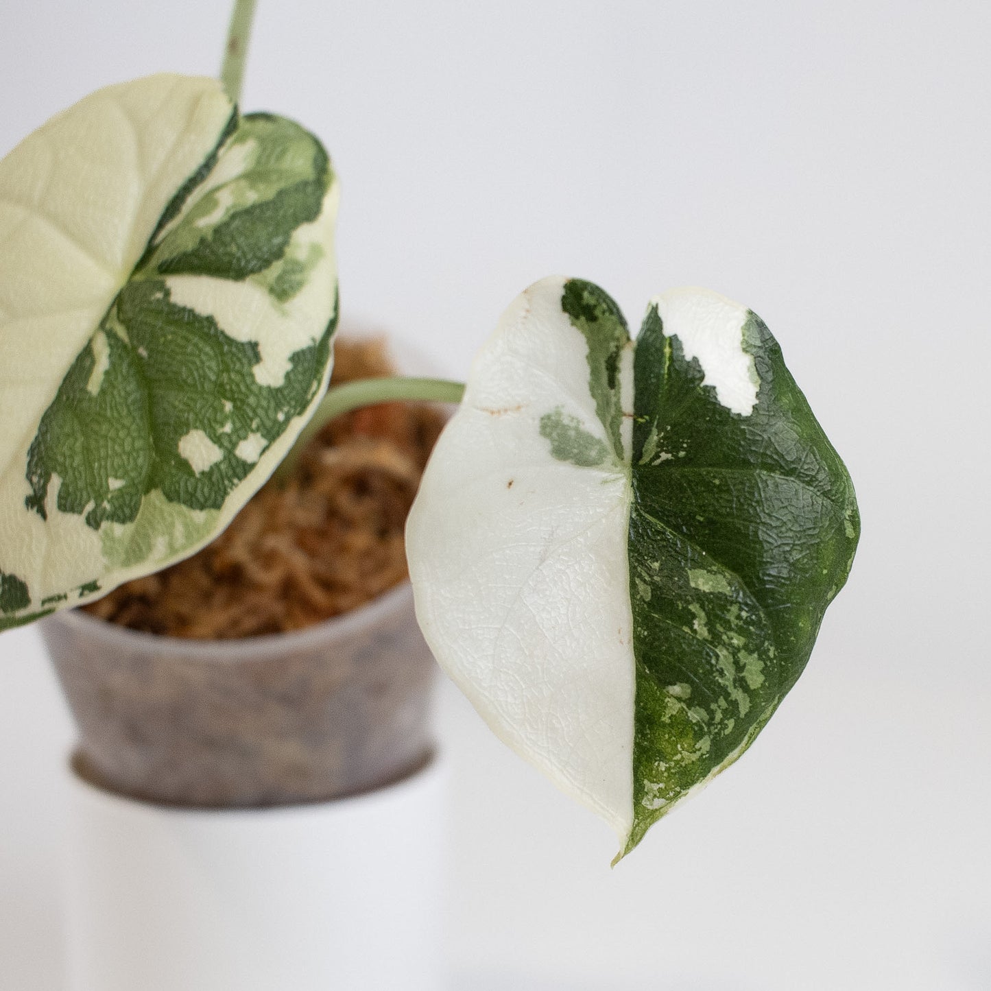 Alocasia 'Melo' Albo Variegated (2415)