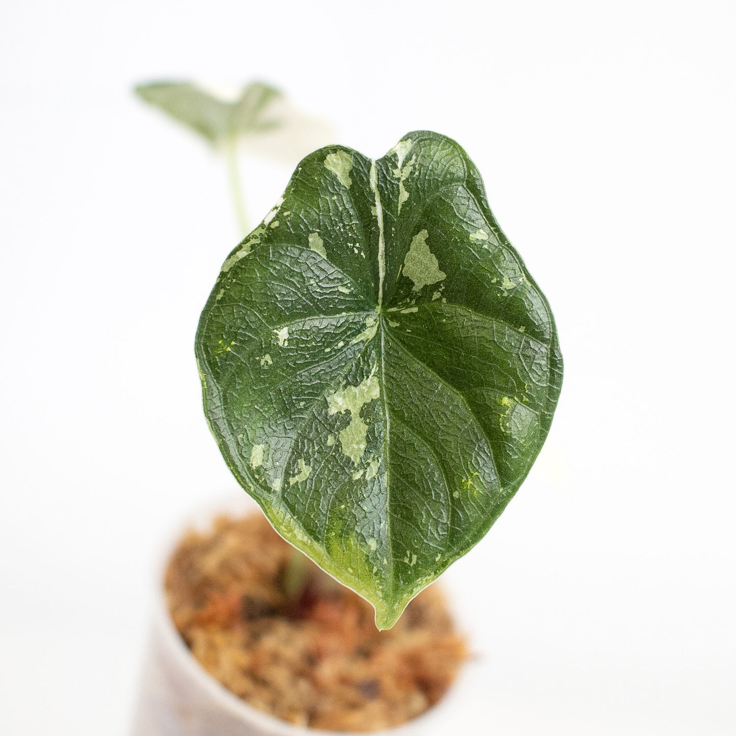 Alocasia 'Melo' Albo Variegated (2415)