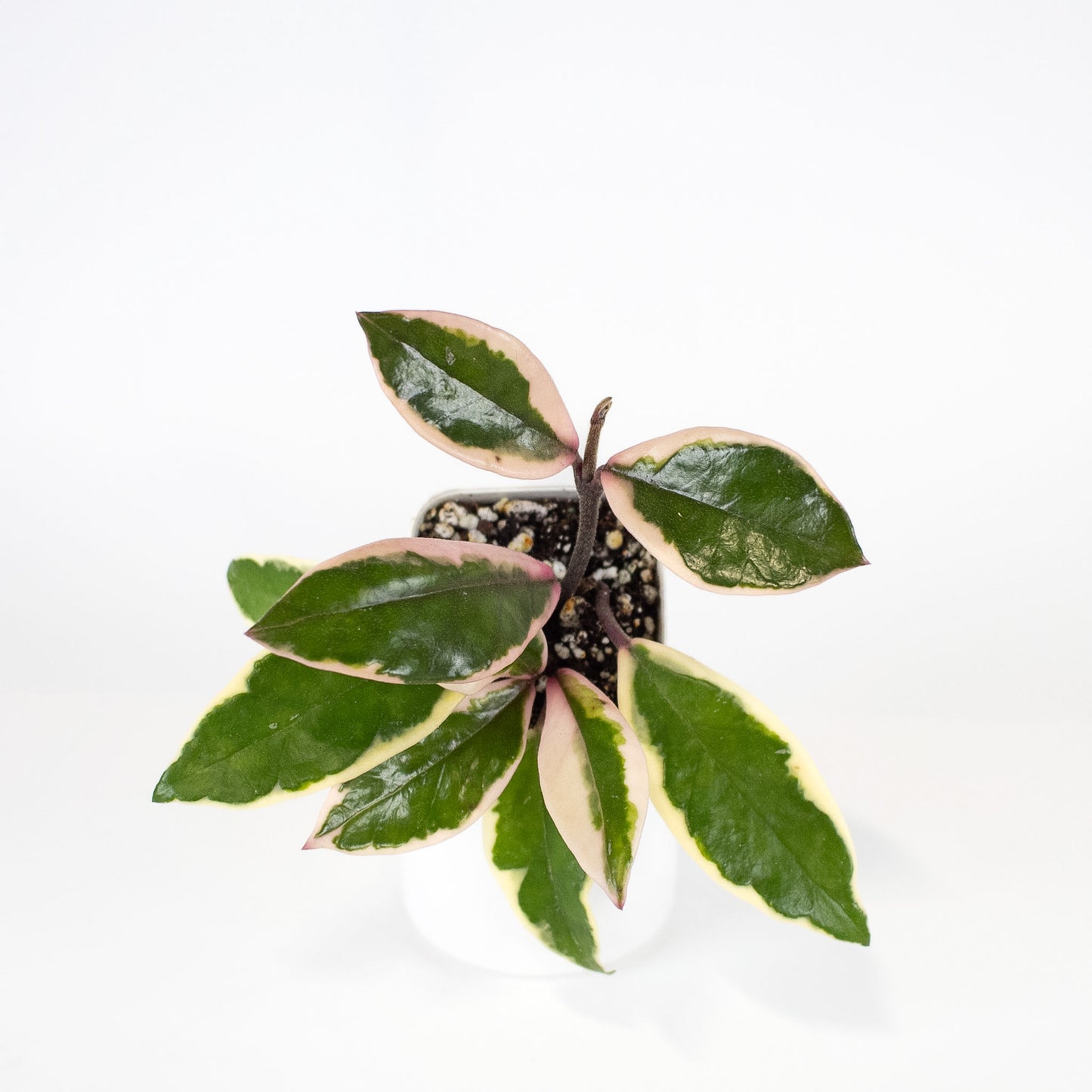 Hoya Carnosa 'Flamingo Dream' Outer Variegated (2405)