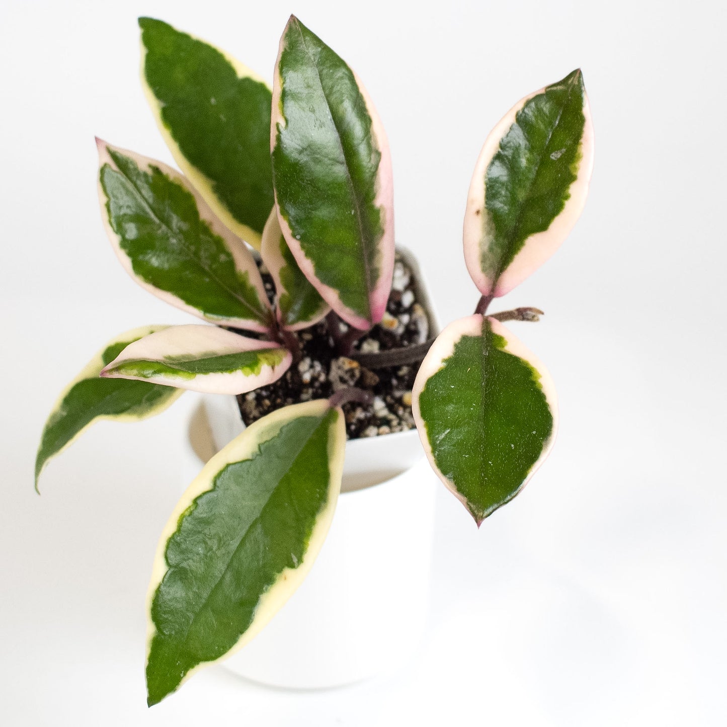 Hoya Carnosa 'Flamingo Dream' Outer Variegated (2405)