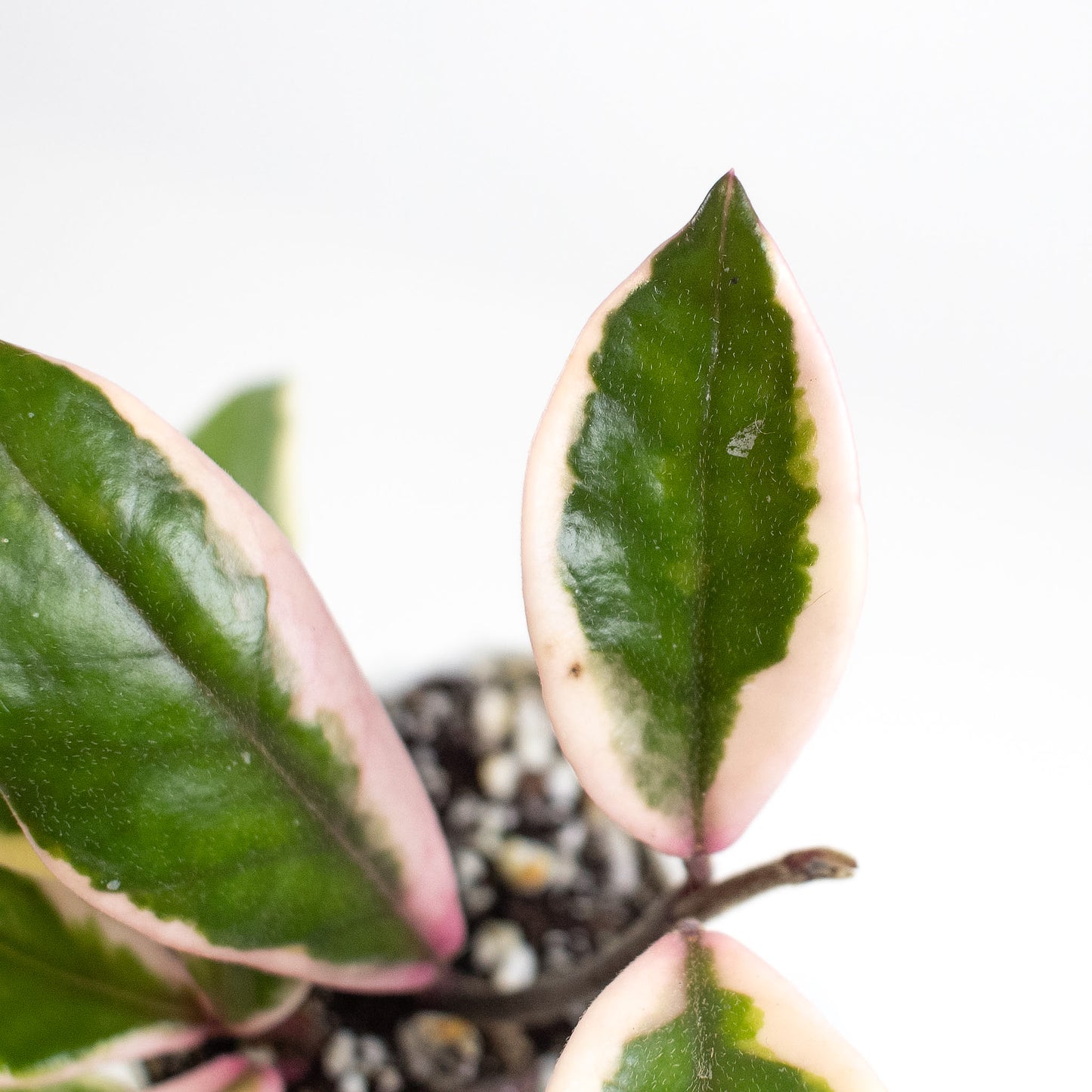 Hoya Carnosa 'Flamingo Dream' Outer Variegated (2405)