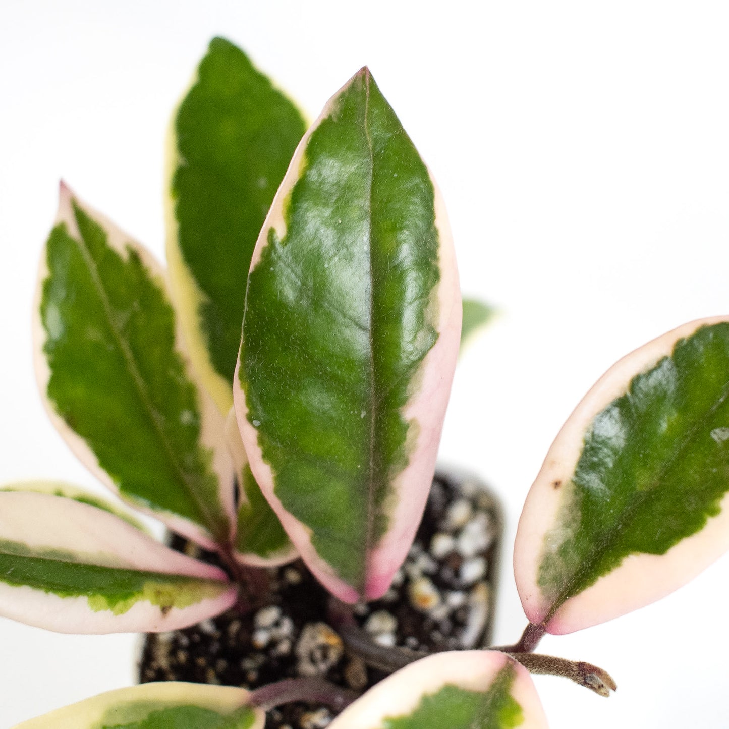 Hoya Carnosa 'Flamingo Dream' Outer Variegated (2405)