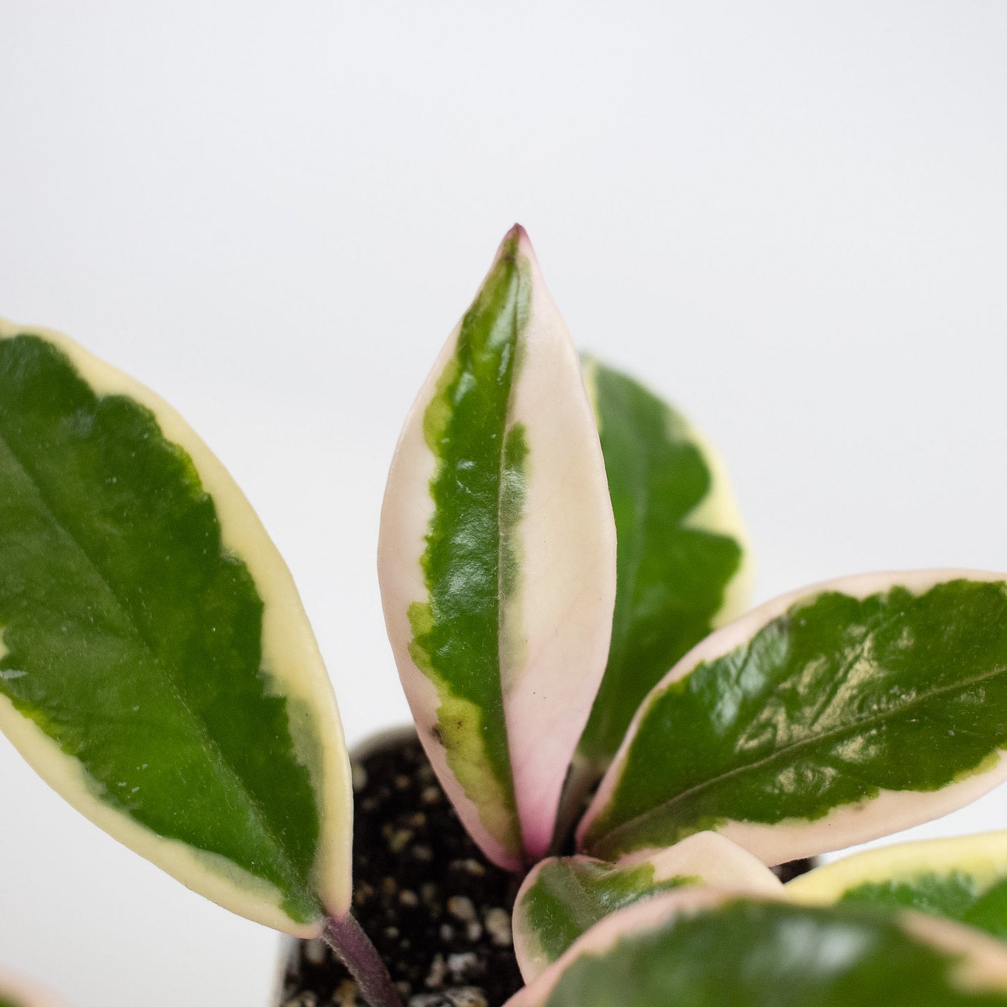 Hoya Carnosa 'Flamingo Dream' Outer Variegated (2405)