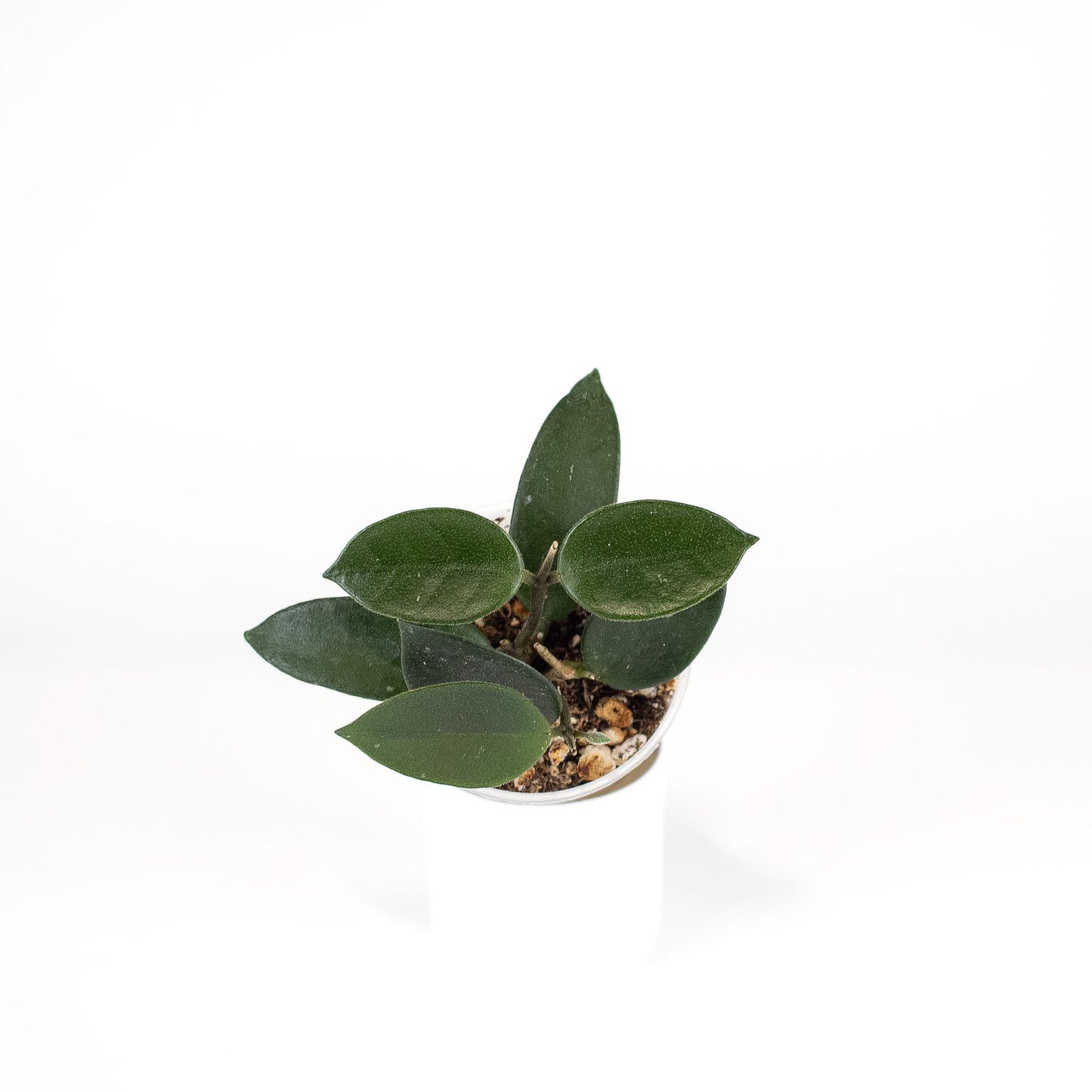 Hoya 'Chouke' (2407)