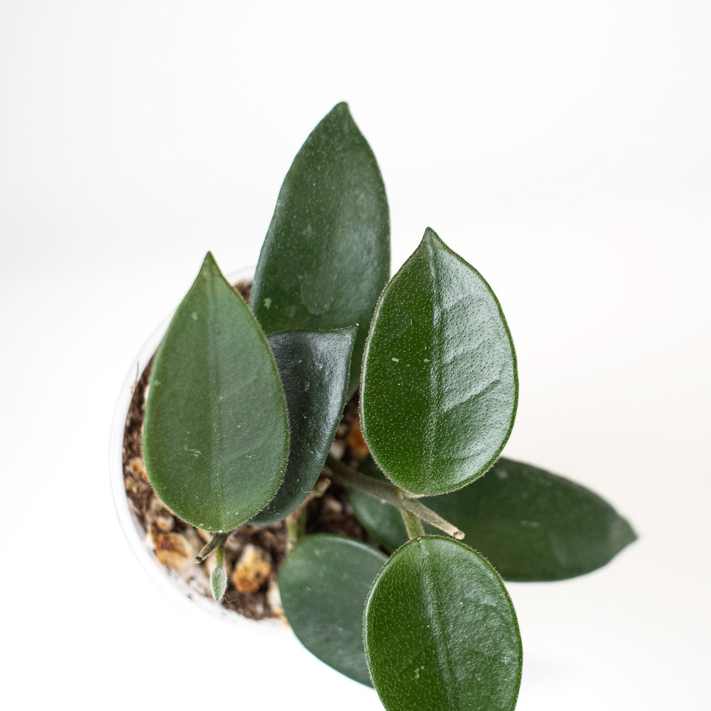 Hoya 'Chouke' (2407)