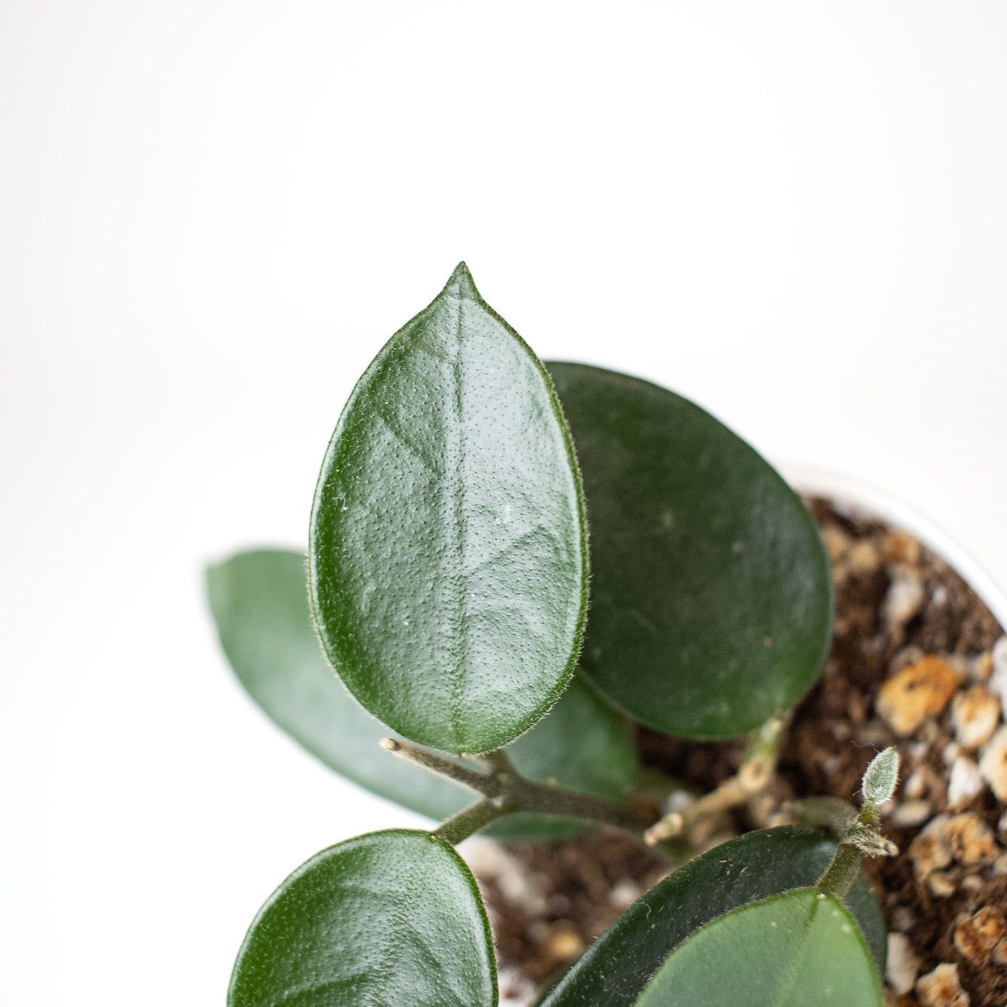 Hoya 'Chouke' (2407)