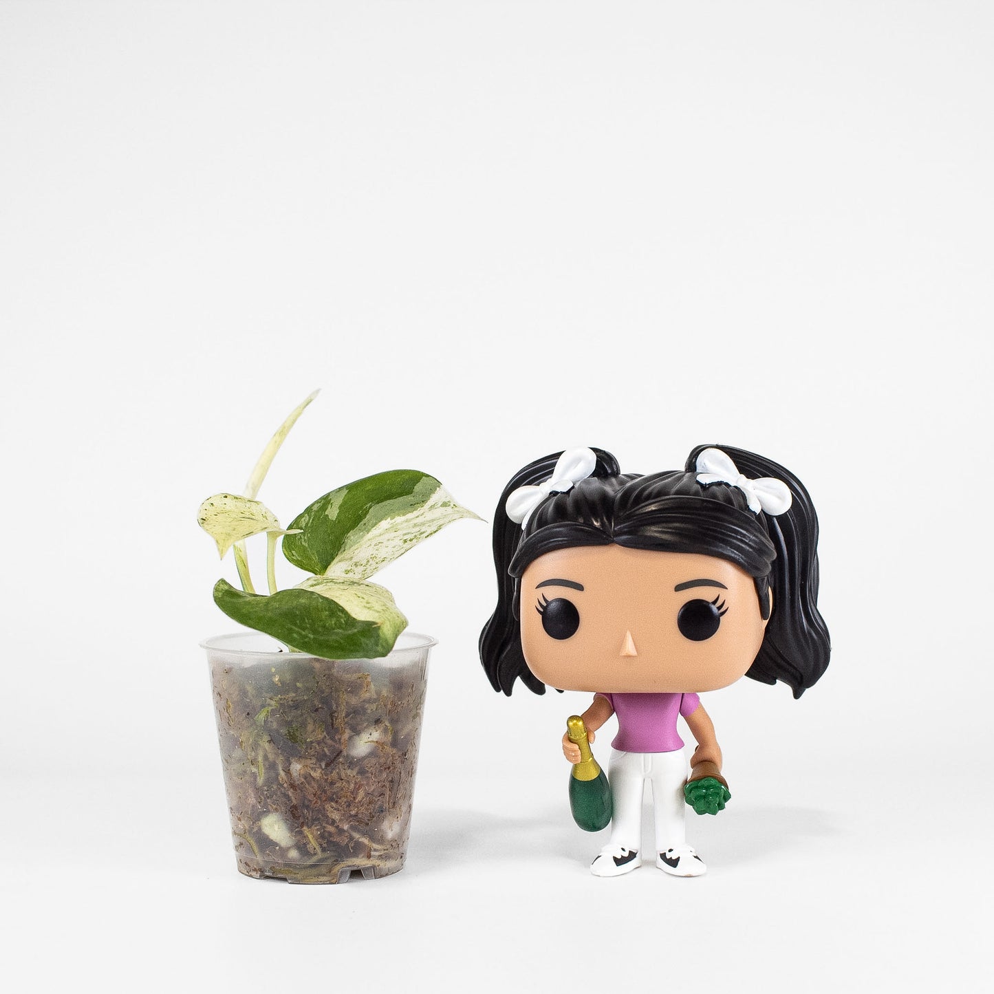 Scindapsus Creme Brulee (2409)