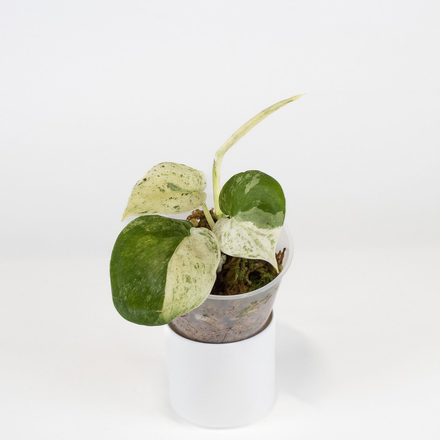 Scindapsus Creme Brulee (2409)