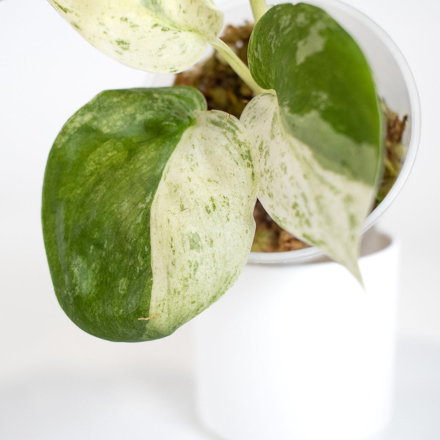 Scindapsus Creme Brulee (2409)