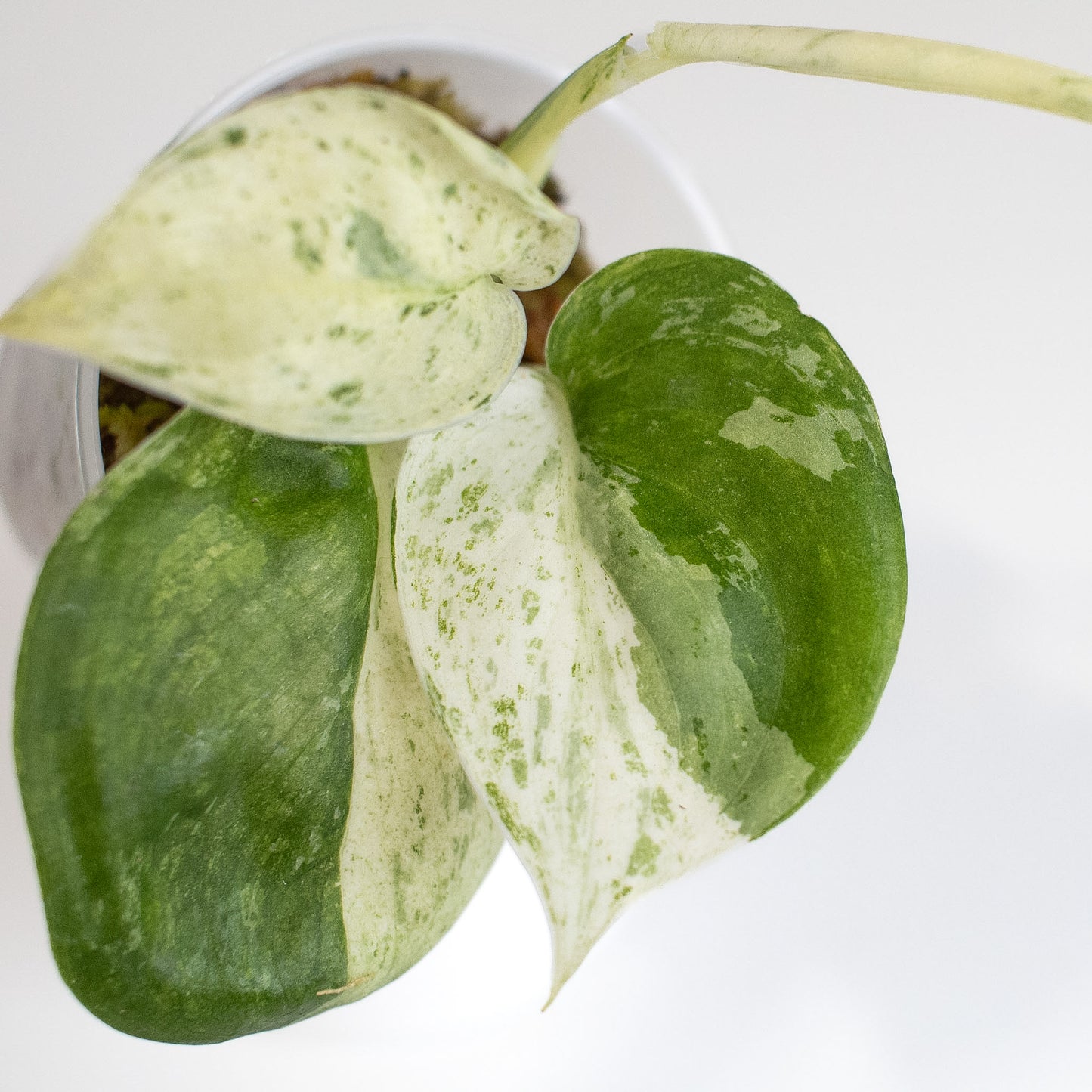 Scindapsus Creme Brulee (2409)