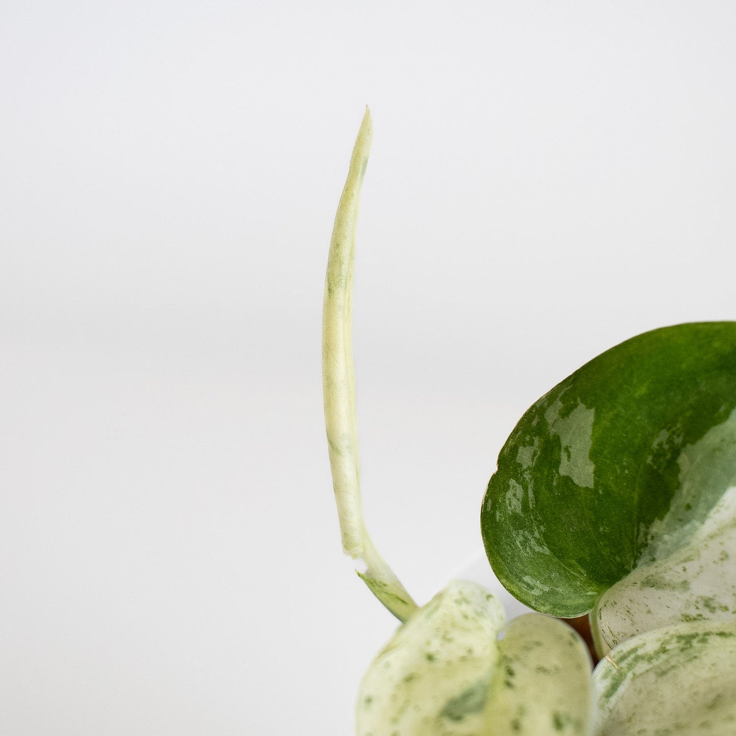 Scindapsus Creme Brulee (2409)